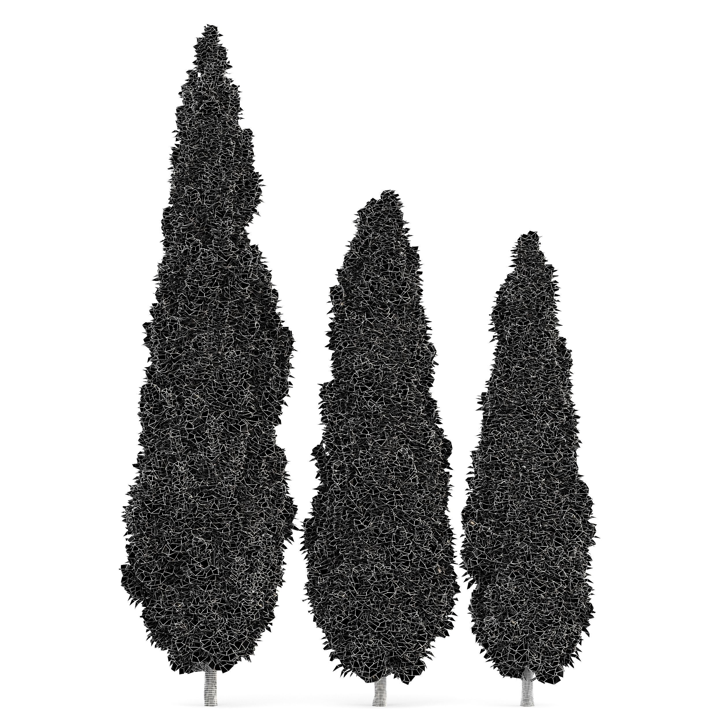 Mediterranean Cypress Italian Cypress High details 001 3D model_5