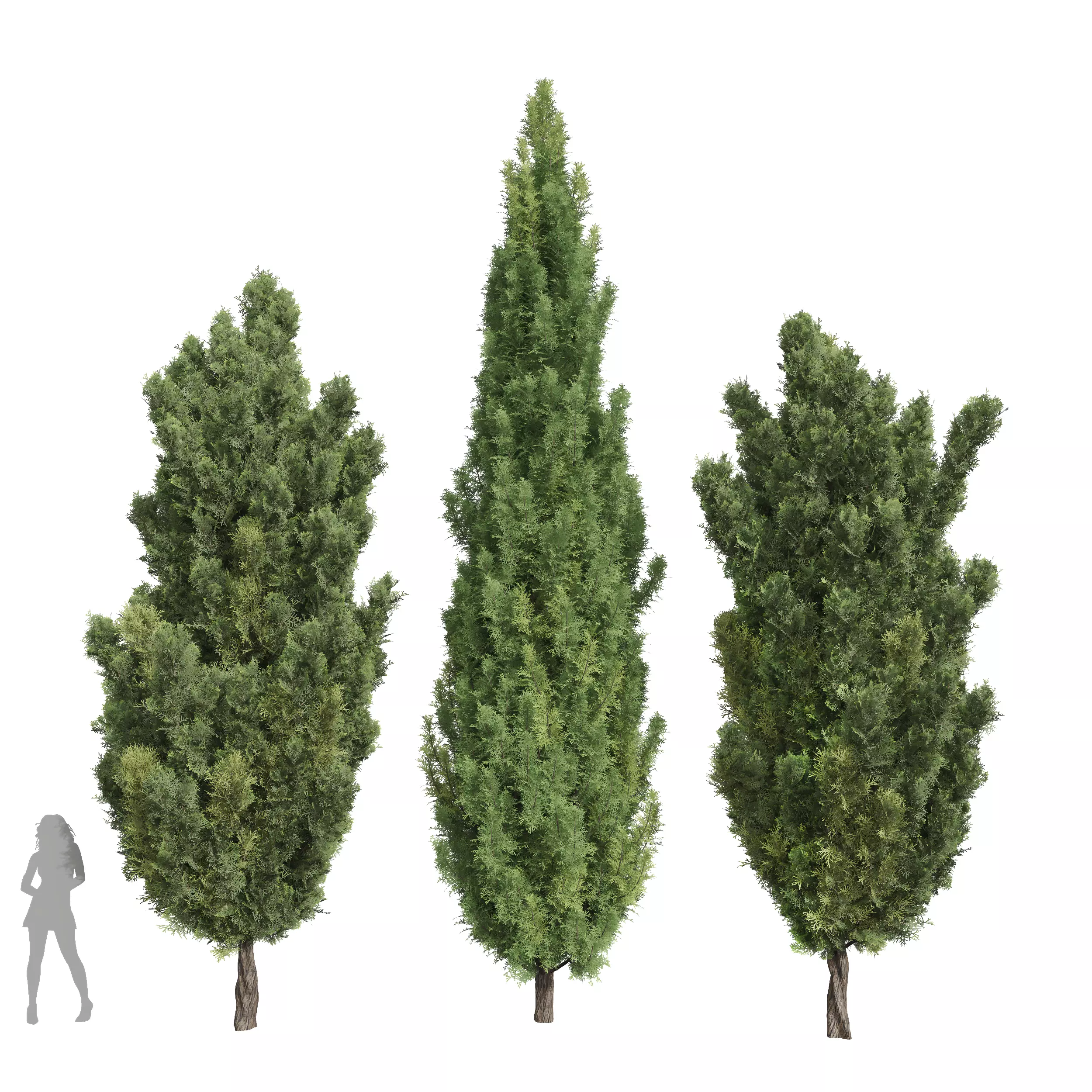Mediterranean Cypress Italian Cypress High details 001 3D model_0