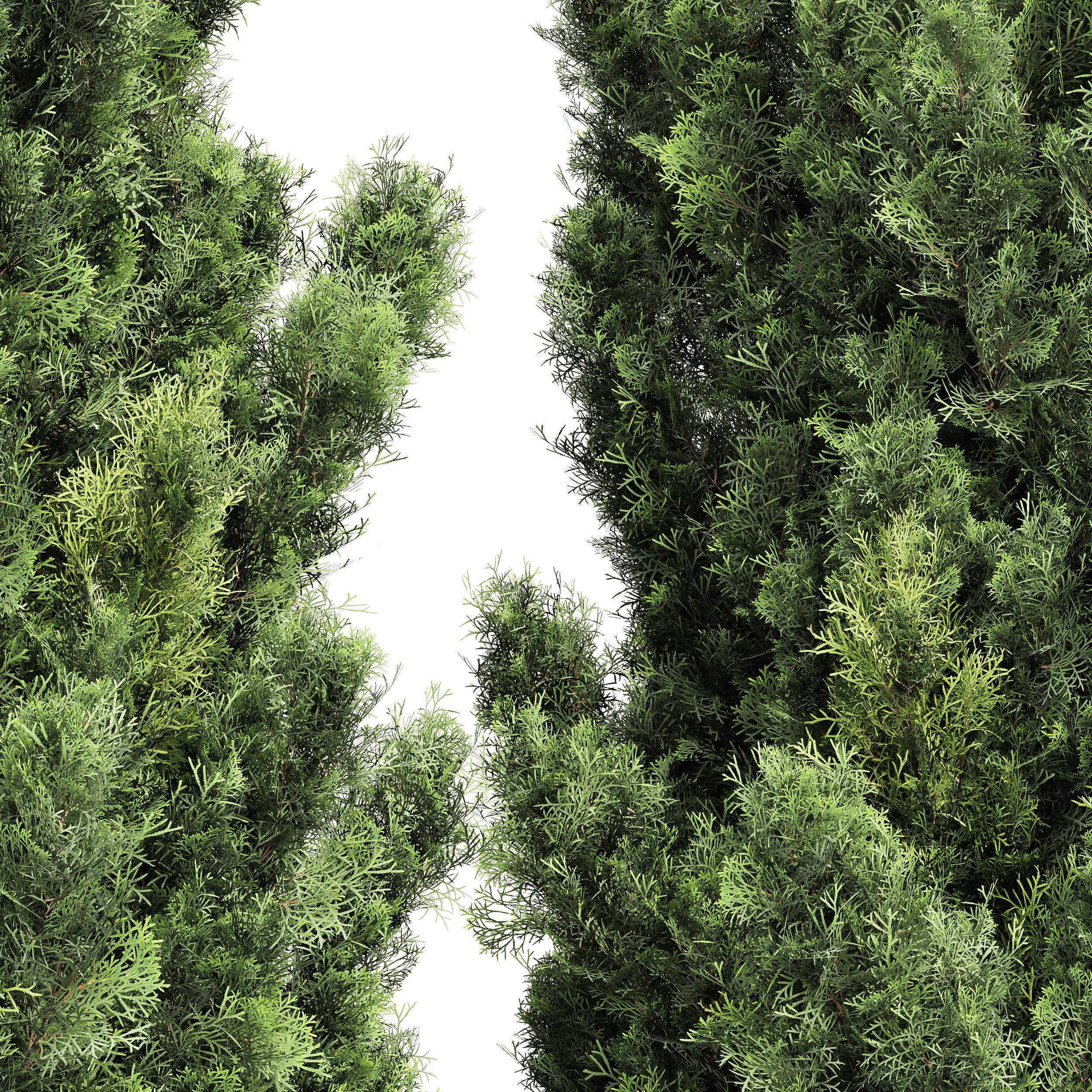 Mediterranean Cypress Italian Cypress High details 001 3D model_4