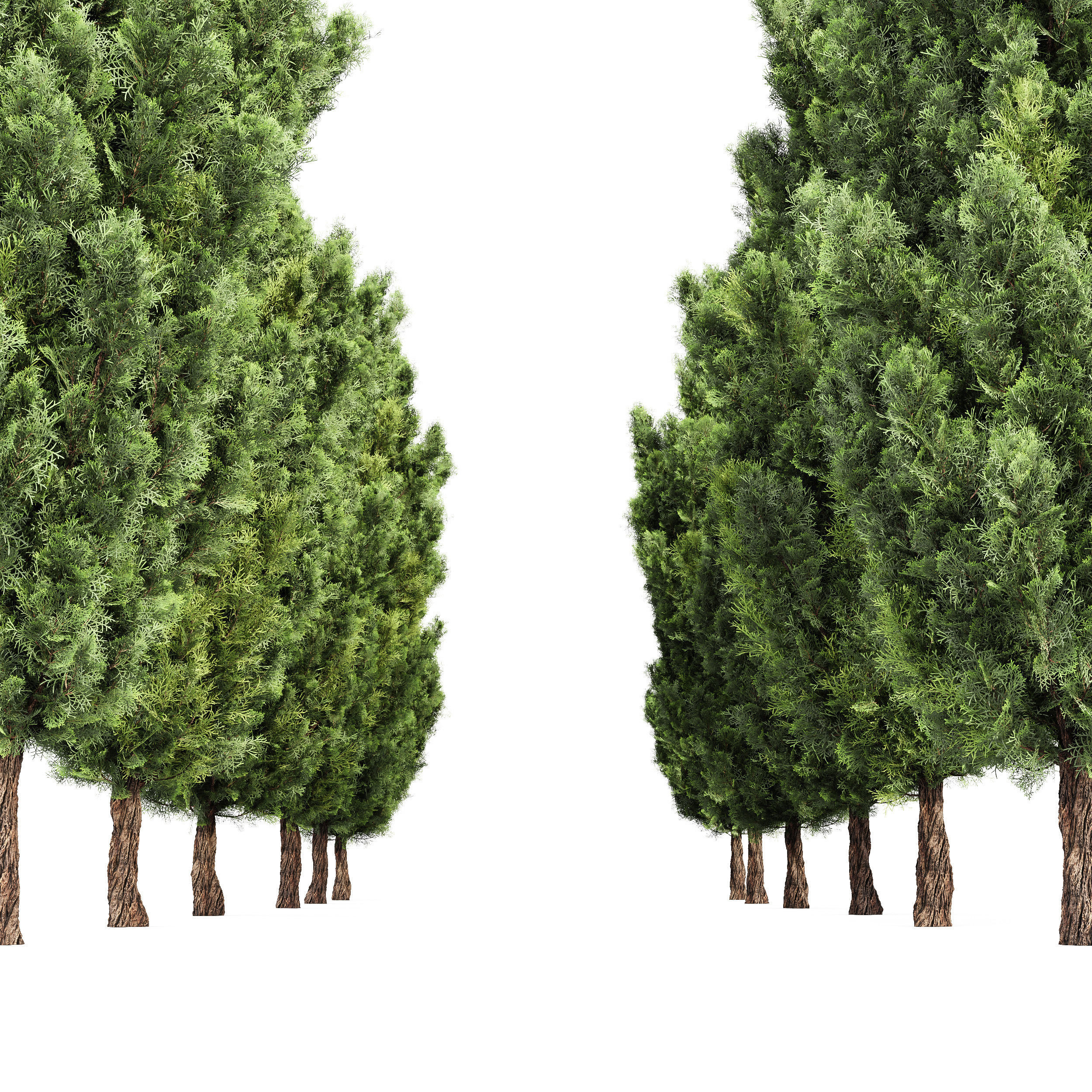 Mediterranean Cypress Italian Cypress High details 001 3D model_3