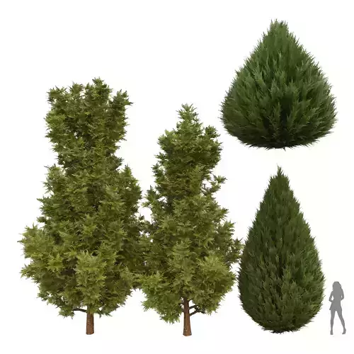 Juniperus chinensis Spartan Taylor Juniper Leyland cypress 3D model