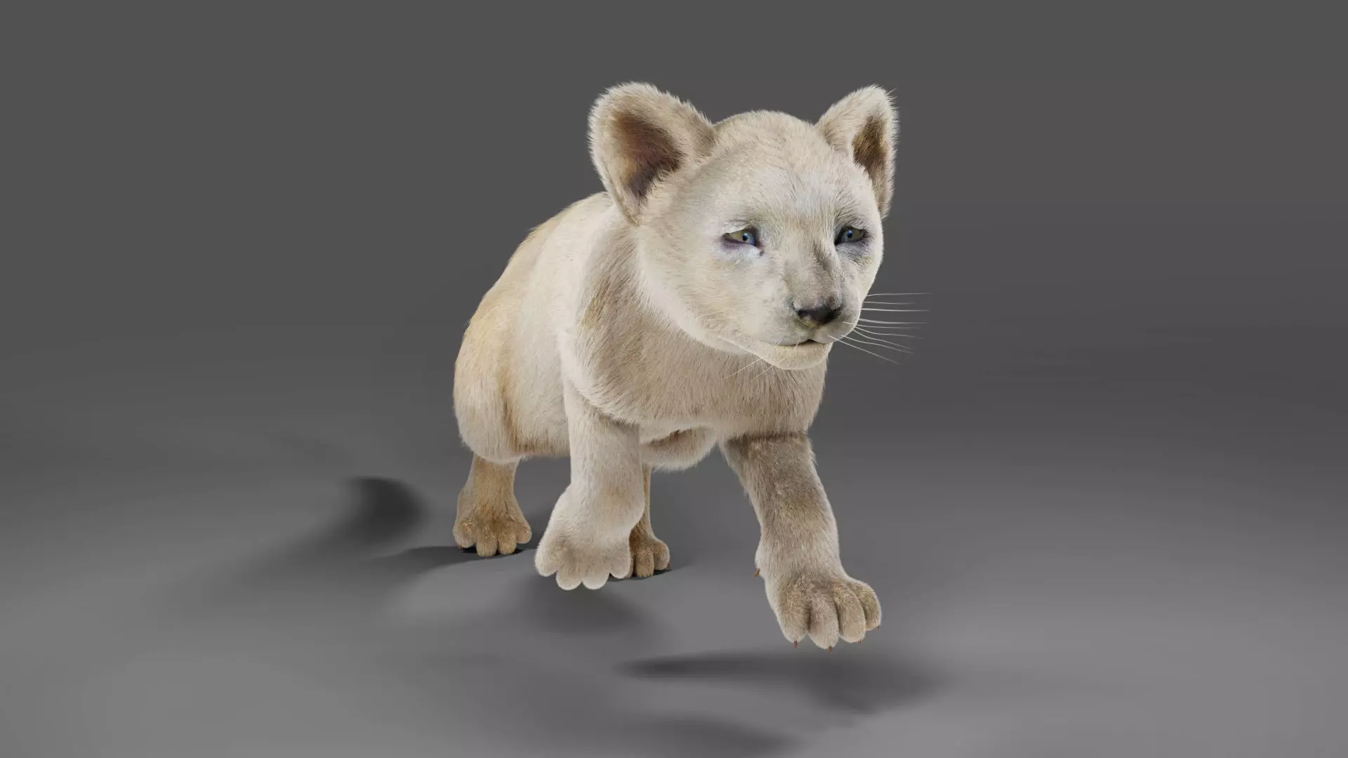 3D Fur Lion Cub Rigged and Animation in Blender Low-poly 3D model