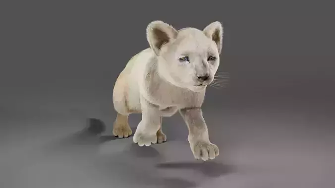 3D Fur Lion Cub Rigged and Animation in Blender  Low-poly 3D model