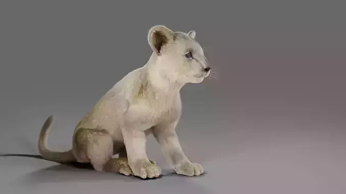 Fur White Lion Cub Rigged in Blender