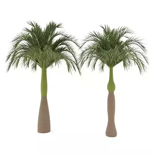  palm tree 72 3D model