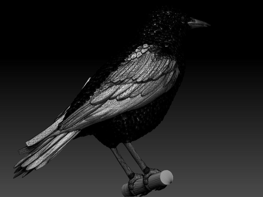 starling eagle 3D print model_21