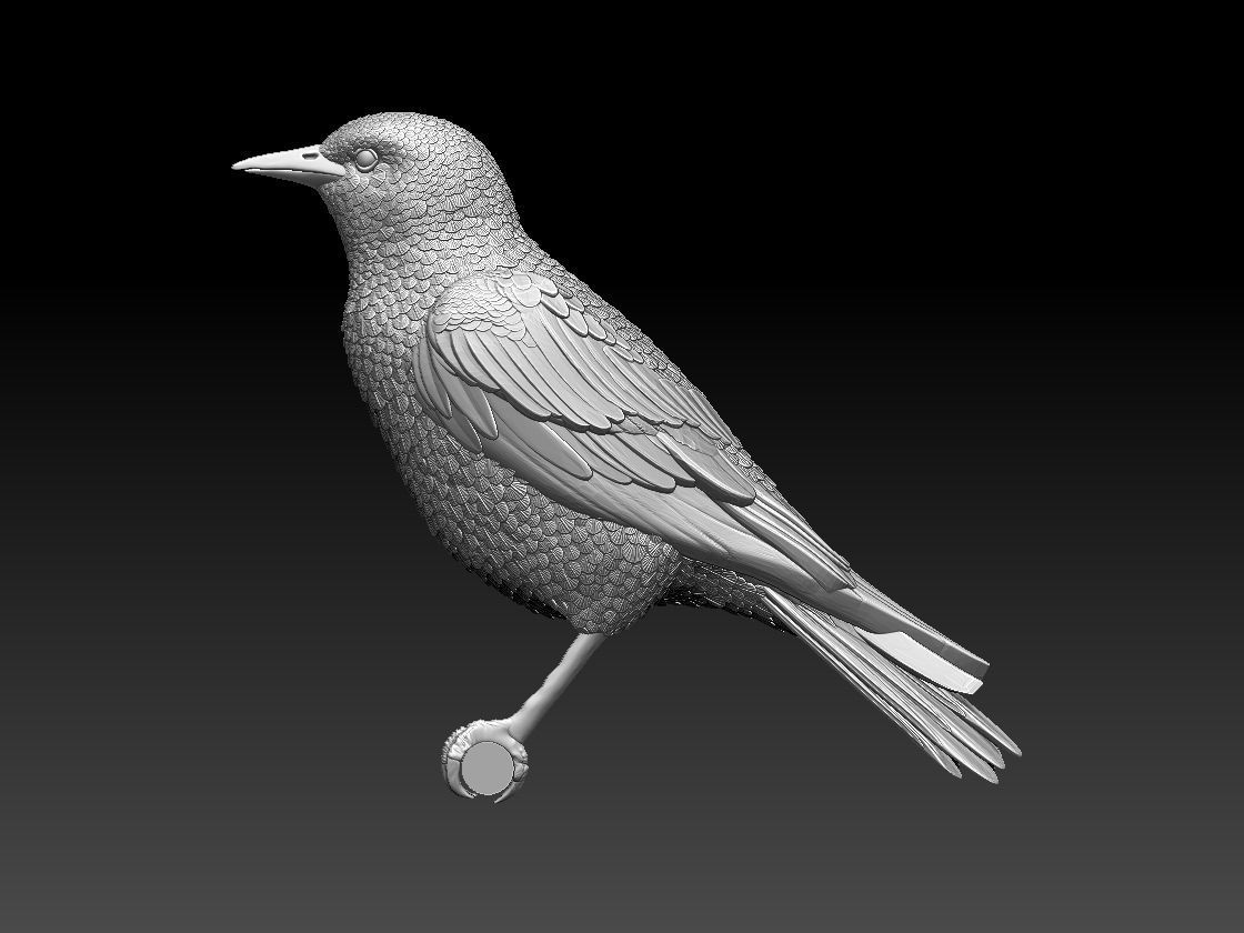 starling eagle 3D print model_24