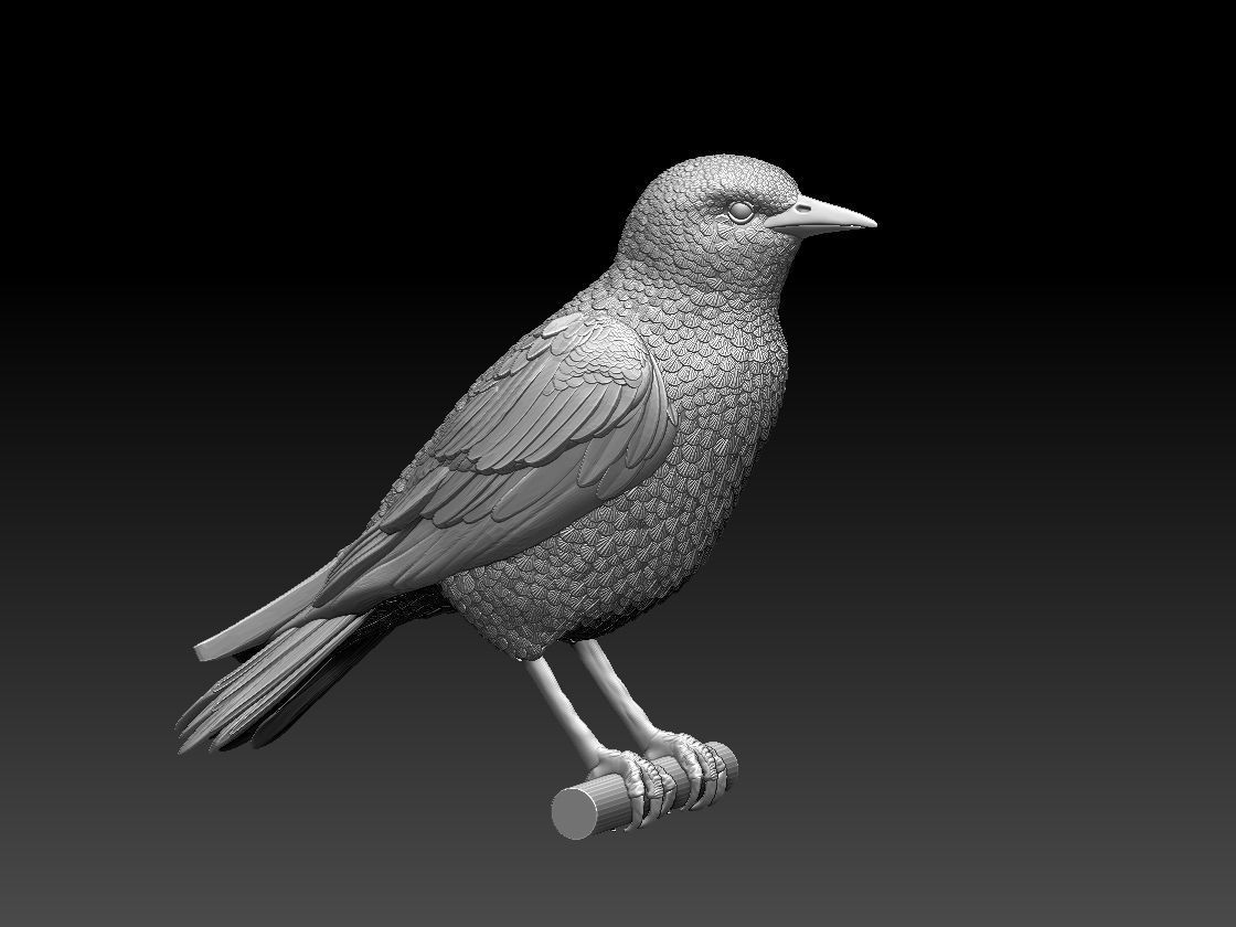 starling eagle 3D print model_82
