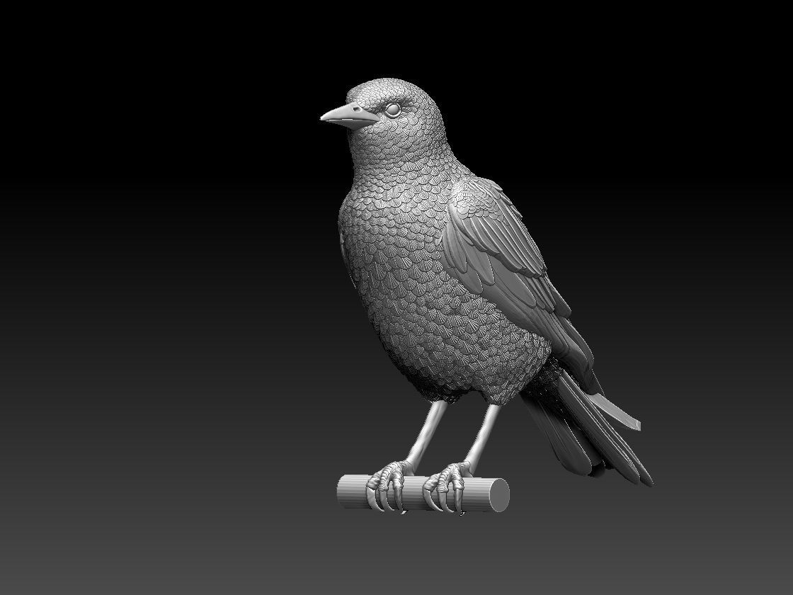 starling eagle 3D print model_81