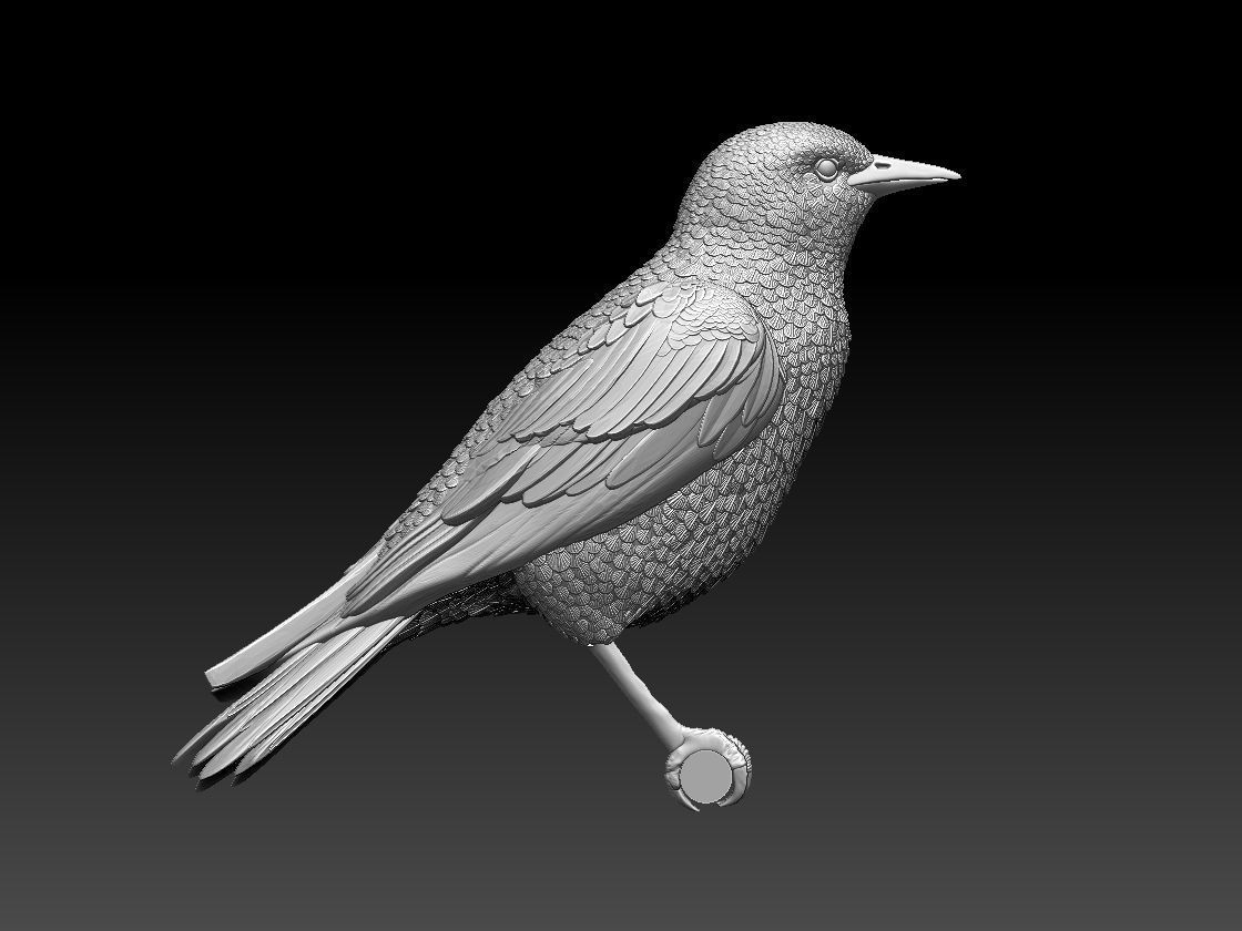 starling eagle 3D print model_73