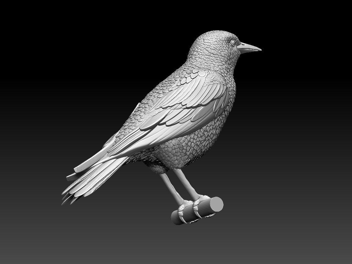 starling eagle 3D print model_53