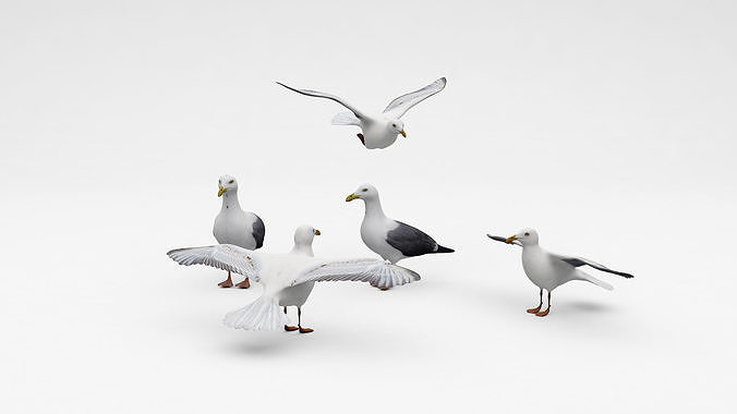 Seagulls seagull with wings spread 3D model