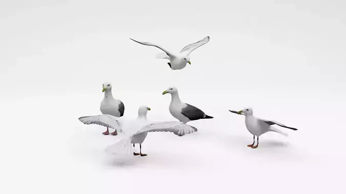 Seagulls seagull with wings spread 3D model