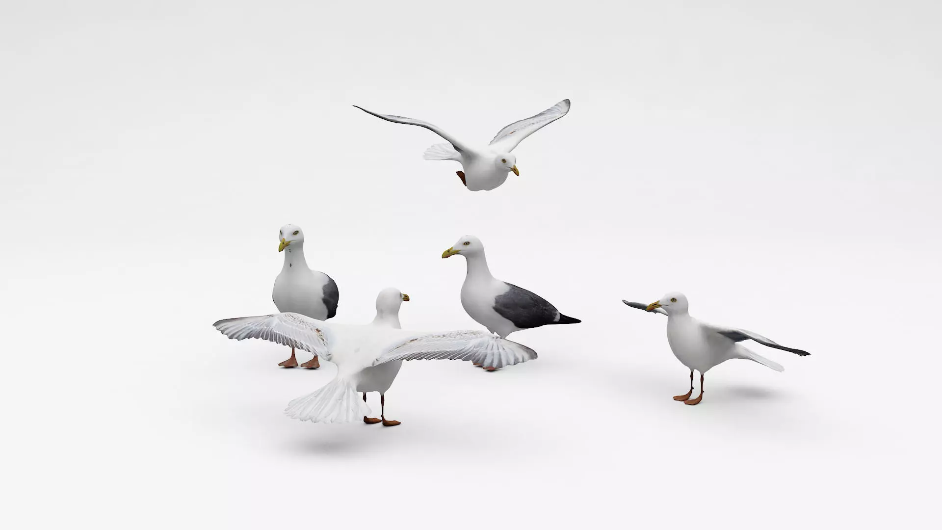Seagulls seagull with wings spread 3D model
