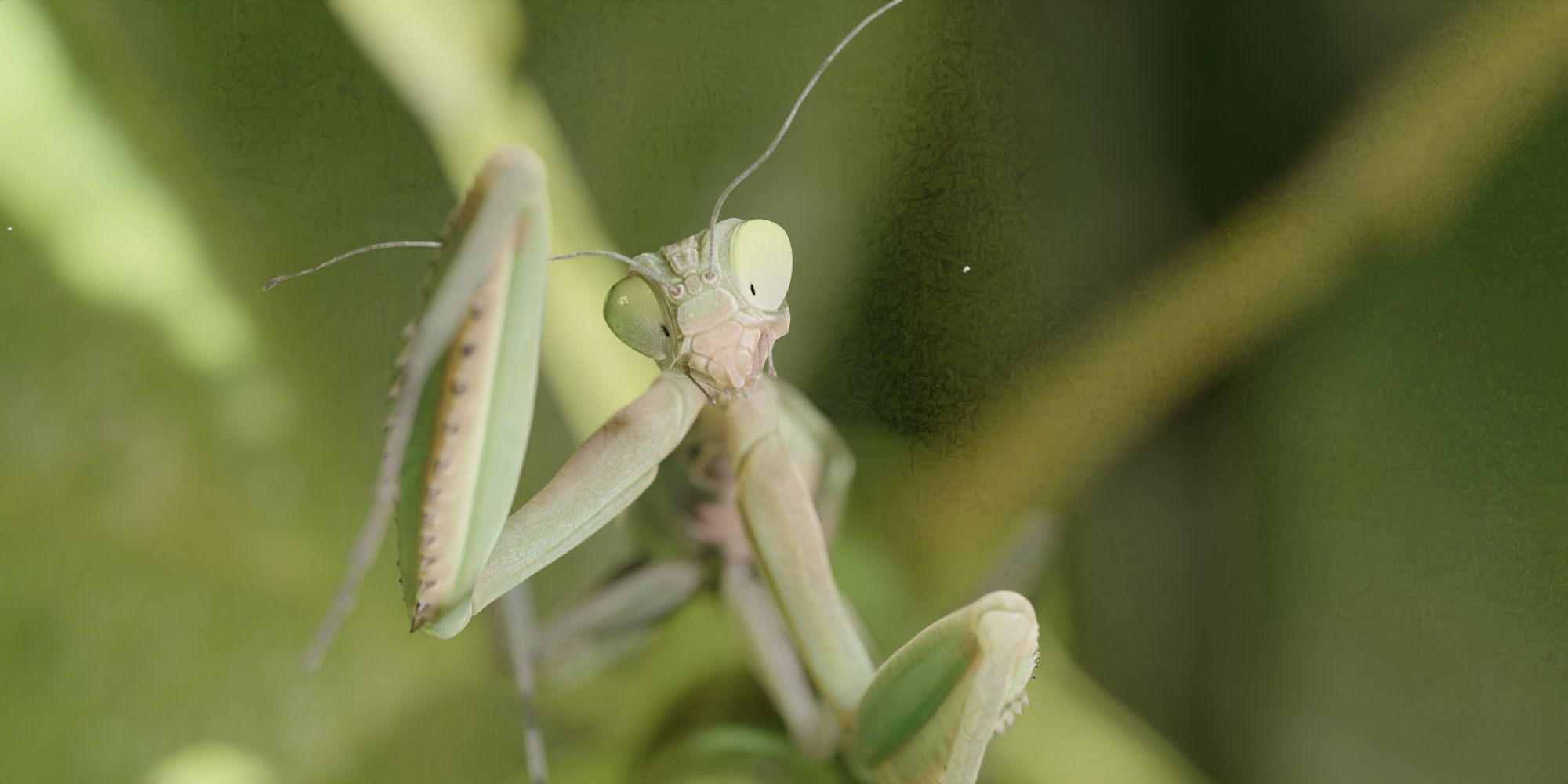 Praying Mantis 3D model_2
