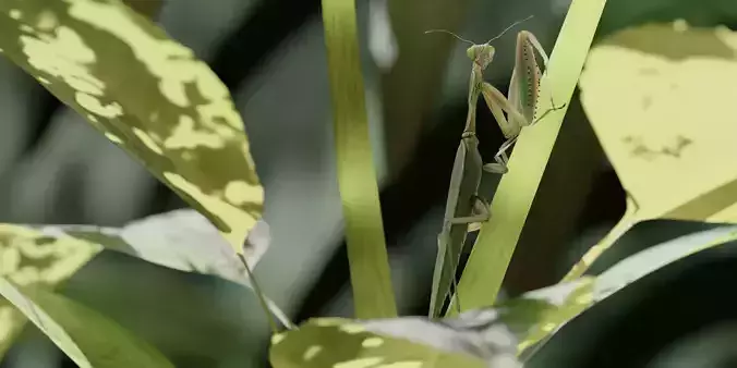 Praying Mantis 3D model