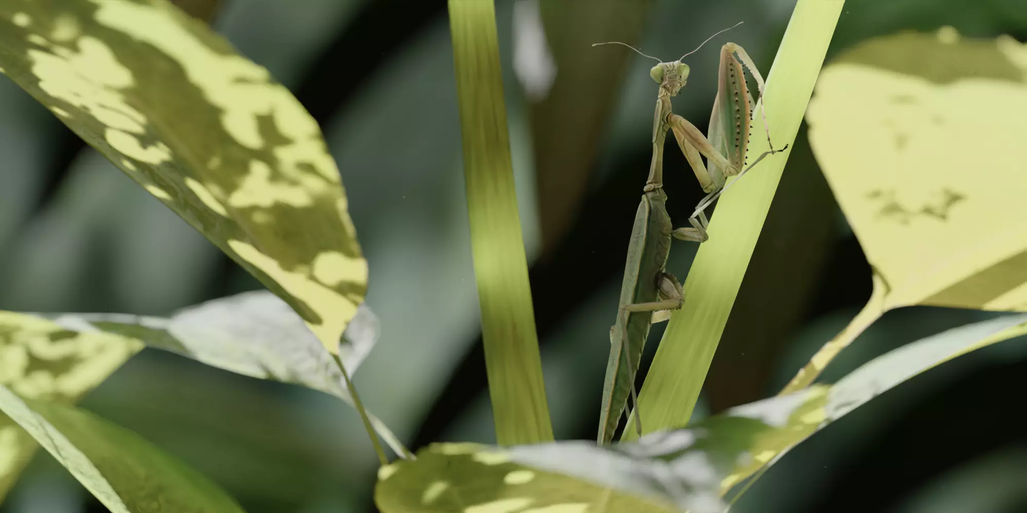 Praying Mantis 3D model_0