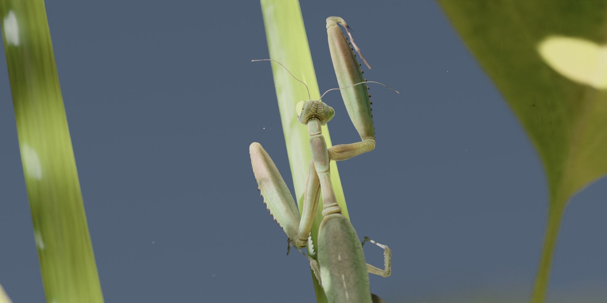 Praying Mantis 3D model_3