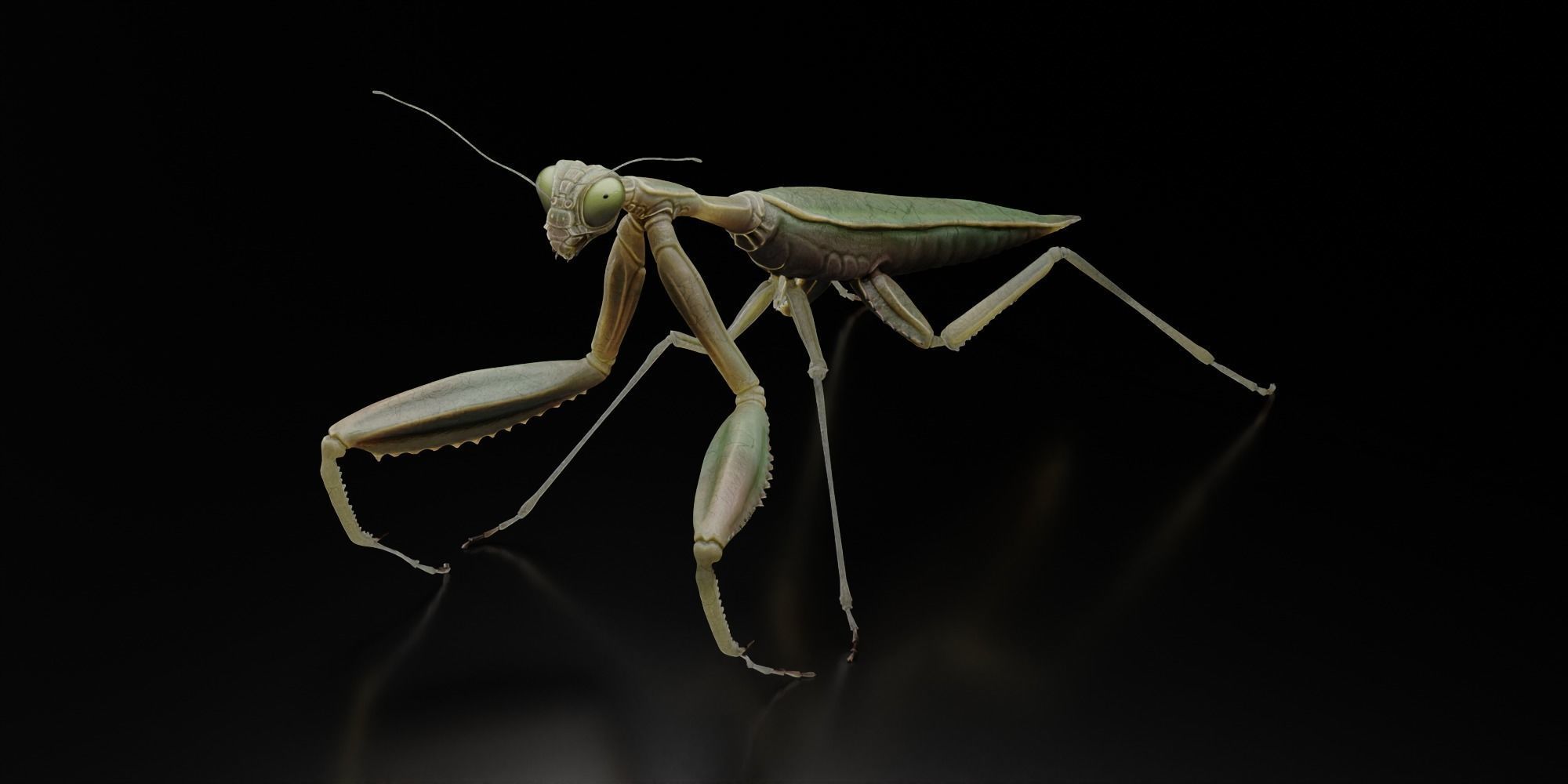 Praying Mantis 3D model_4