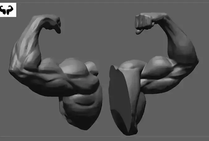 Muscular Arm in pose 3D model