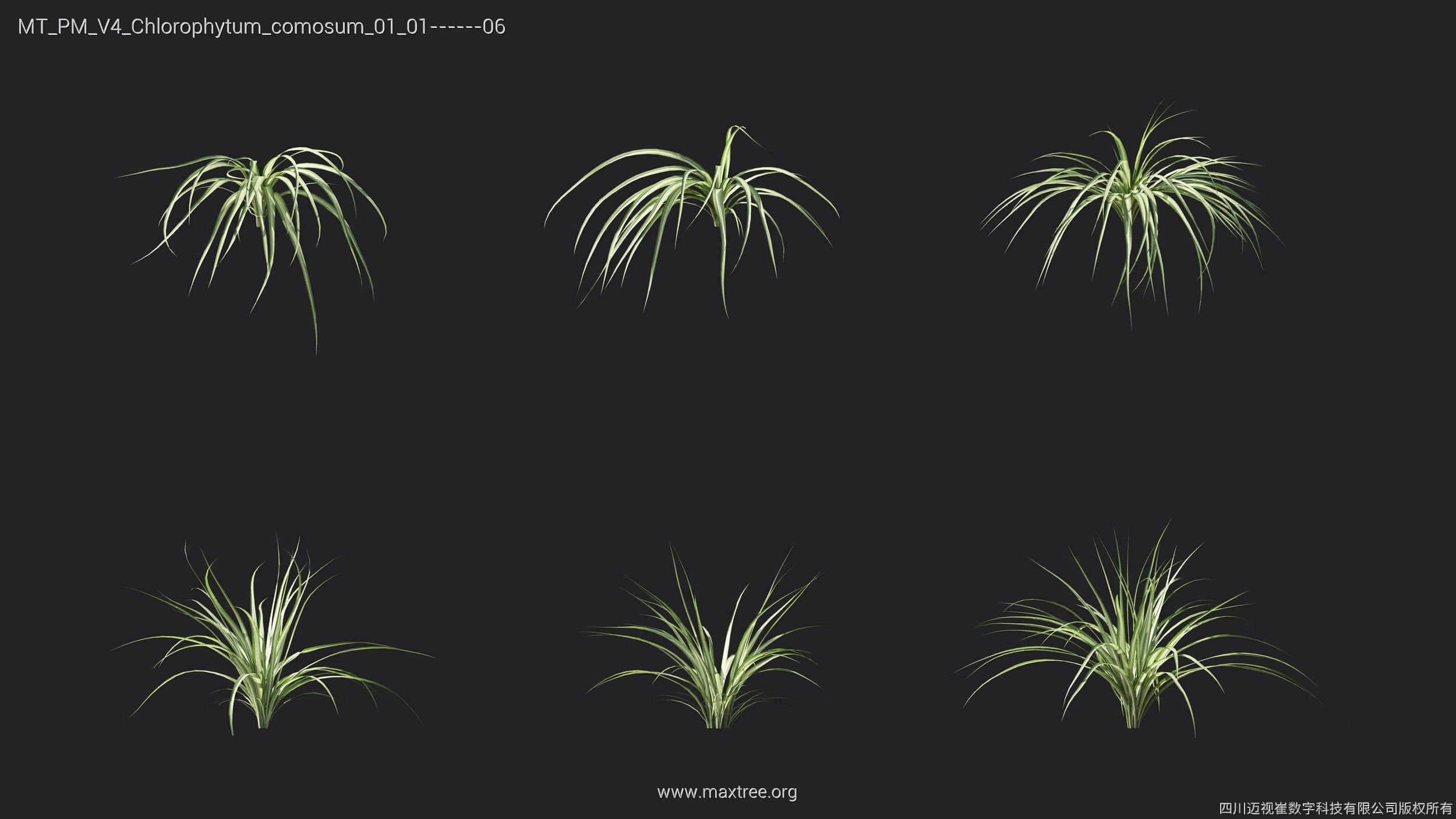 Maxtree Plant Models Vol 4 - Mesh 3D model_9