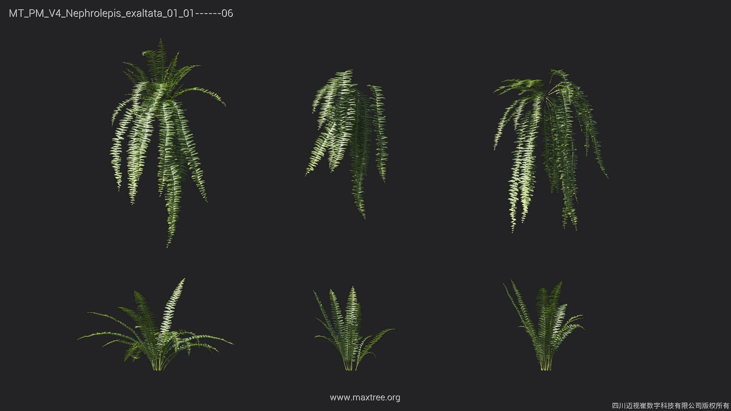 Maxtree Plant Models Vol 4 - Mesh 3D model_16