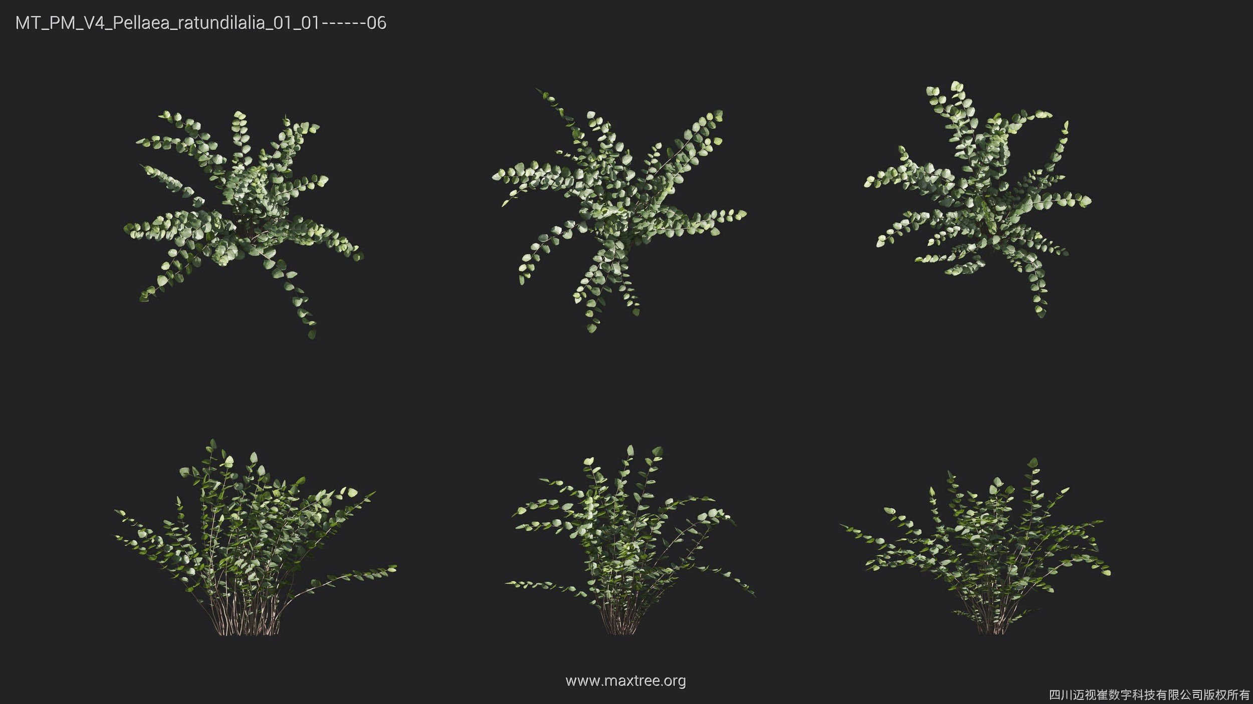 Maxtree Plant Models Vol 4 - Mesh 3D model_17