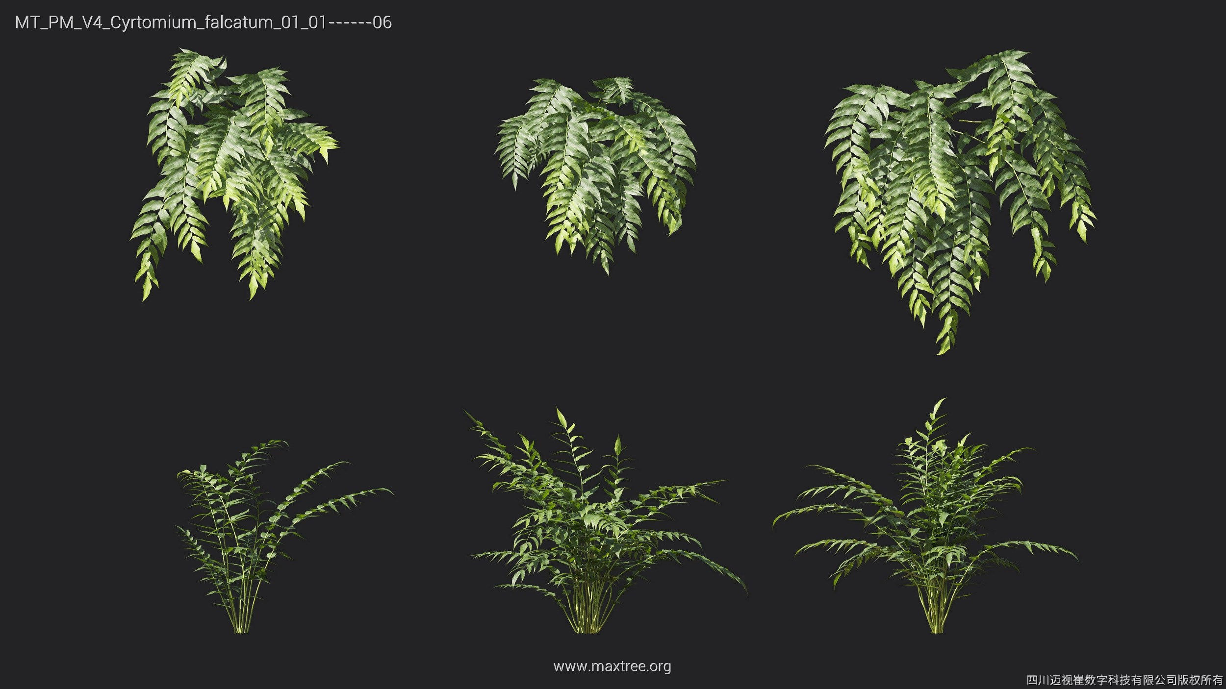 Maxtree Plant Models Vol 4 - Mesh 3D model_10