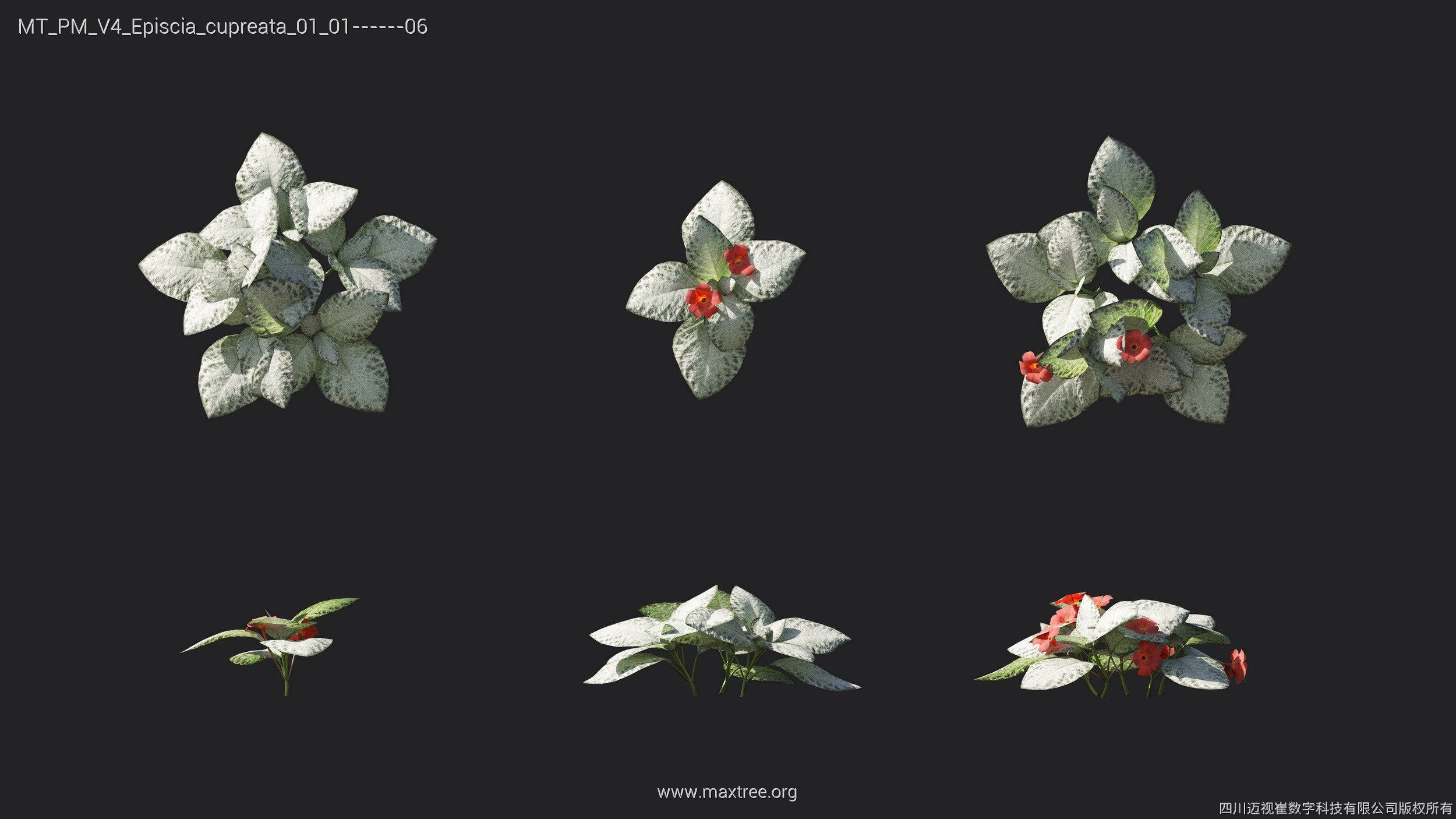 Maxtree Plant Models Vol 4 - Mesh 3D model_12