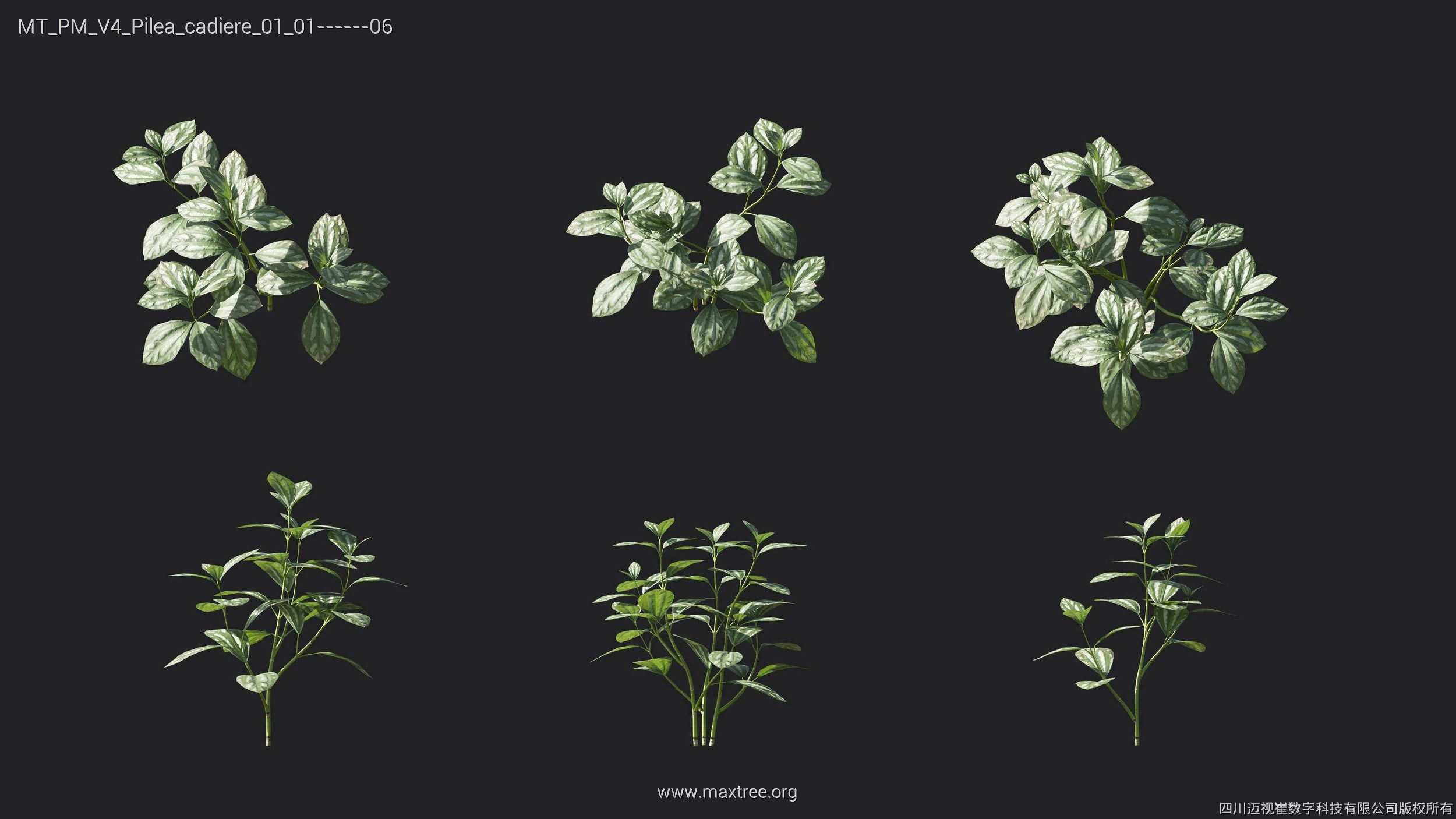 Maxtree Plant Models Vol 4 - Mesh 3D model_18