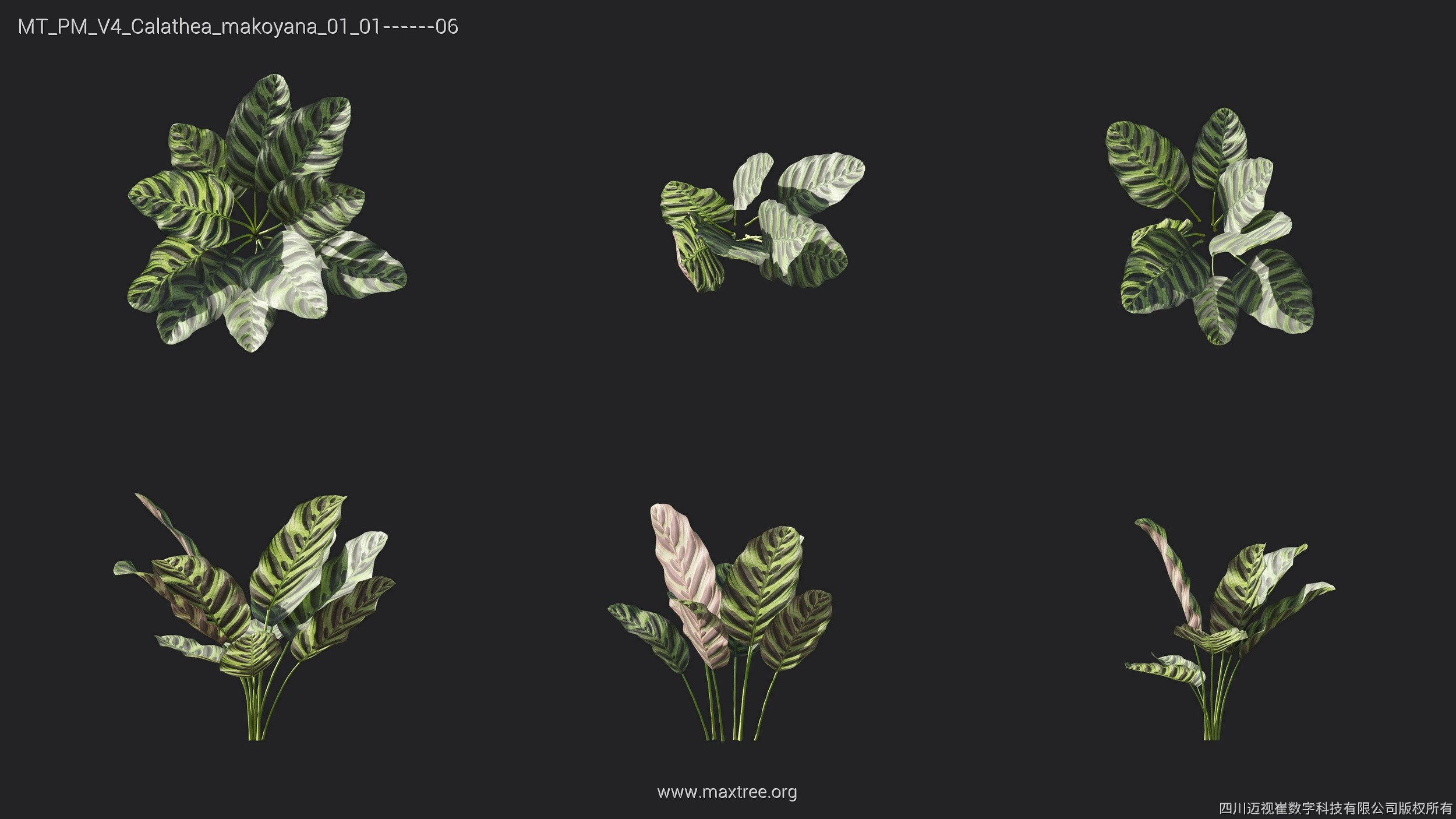 Maxtree Plant Models Vol 4 - Mesh 3D model_6