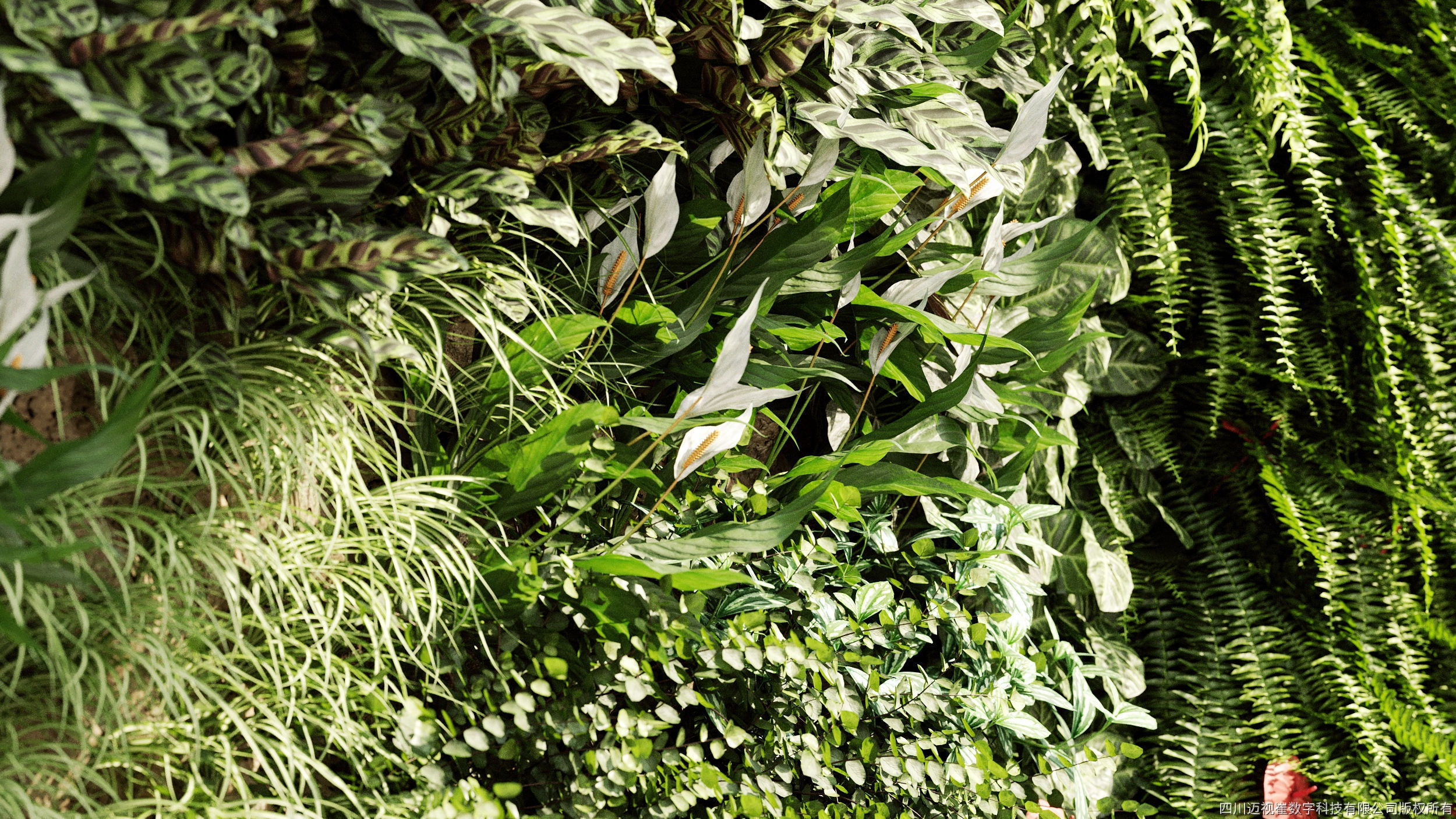 Maxtree Plant Models Vol 4 - Mesh 3D model_1