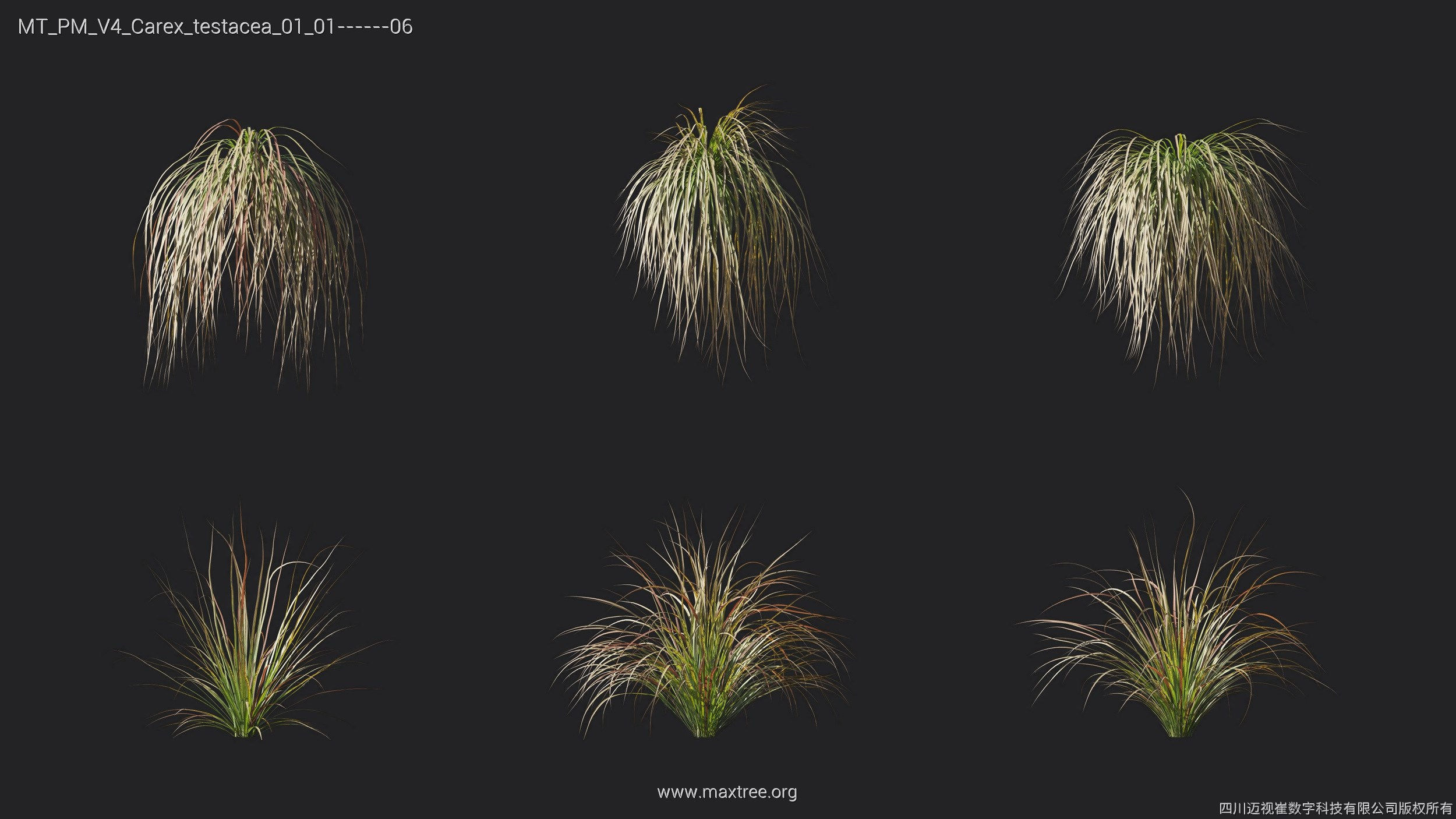 Maxtree Plant Models Vol 4 - Mesh 3D model_7