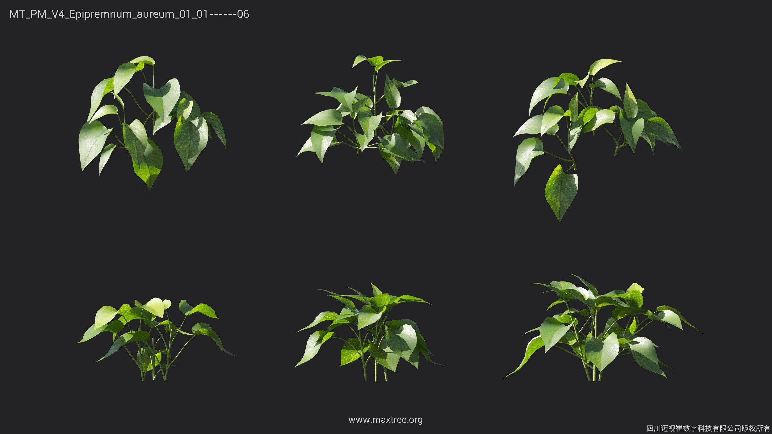 Maxtree Plant Models Vol 4 - Mesh 3D model_11
