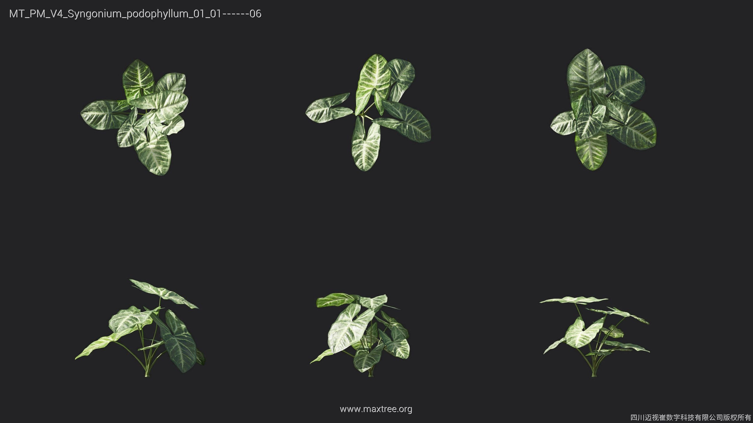 Maxtree Plant Models Vol 4 - Mesh 3D model_23