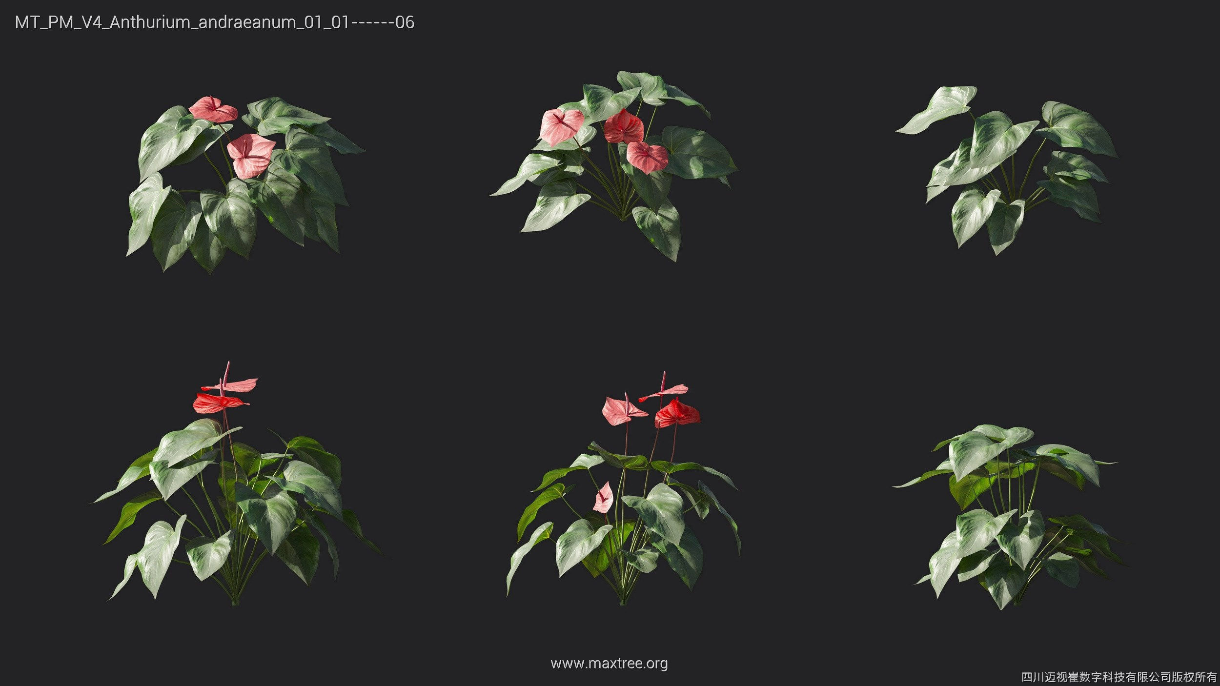 Maxtree Plant Models Vol 4 - Mesh 3D model_5