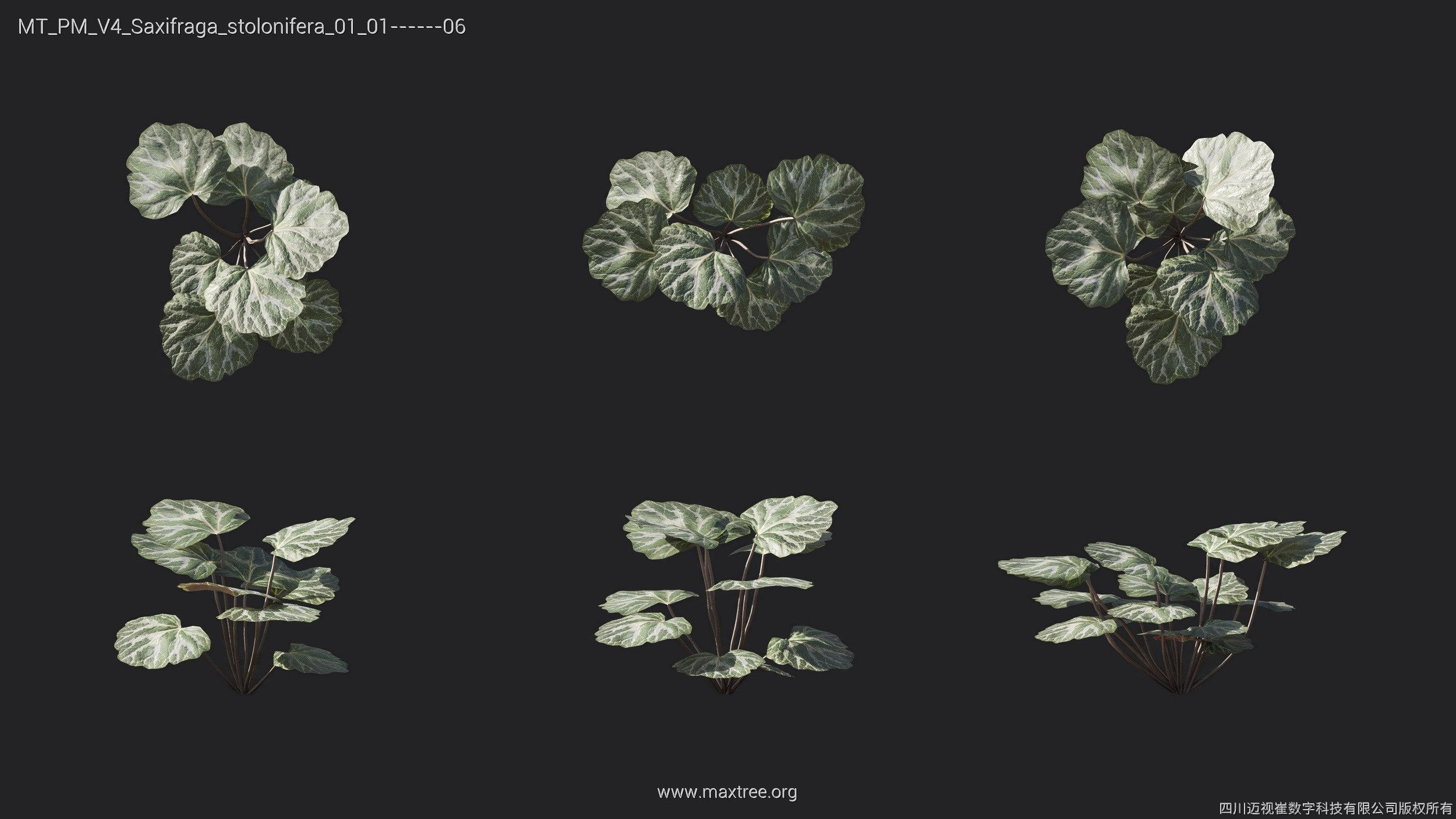 Maxtree Plant Models Vol 4 - Mesh 3D model_20