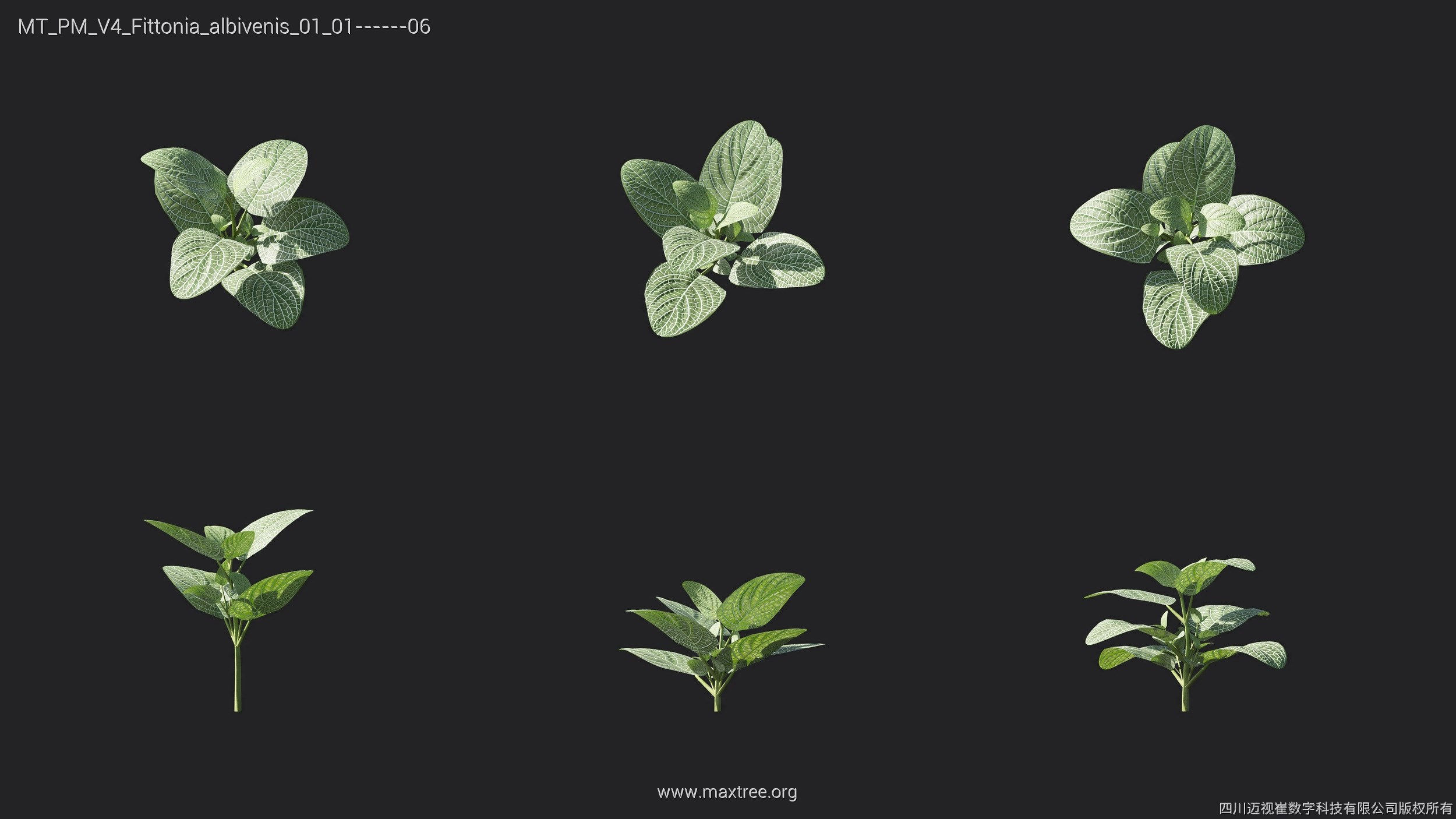 Maxtree Plant Models Vol 4 - Mesh 3D model_13