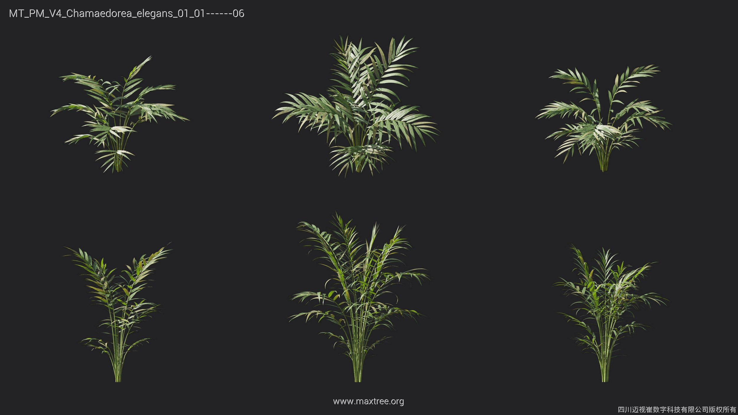 Maxtree Plant Models Vol 4 - Mesh 3D model_8