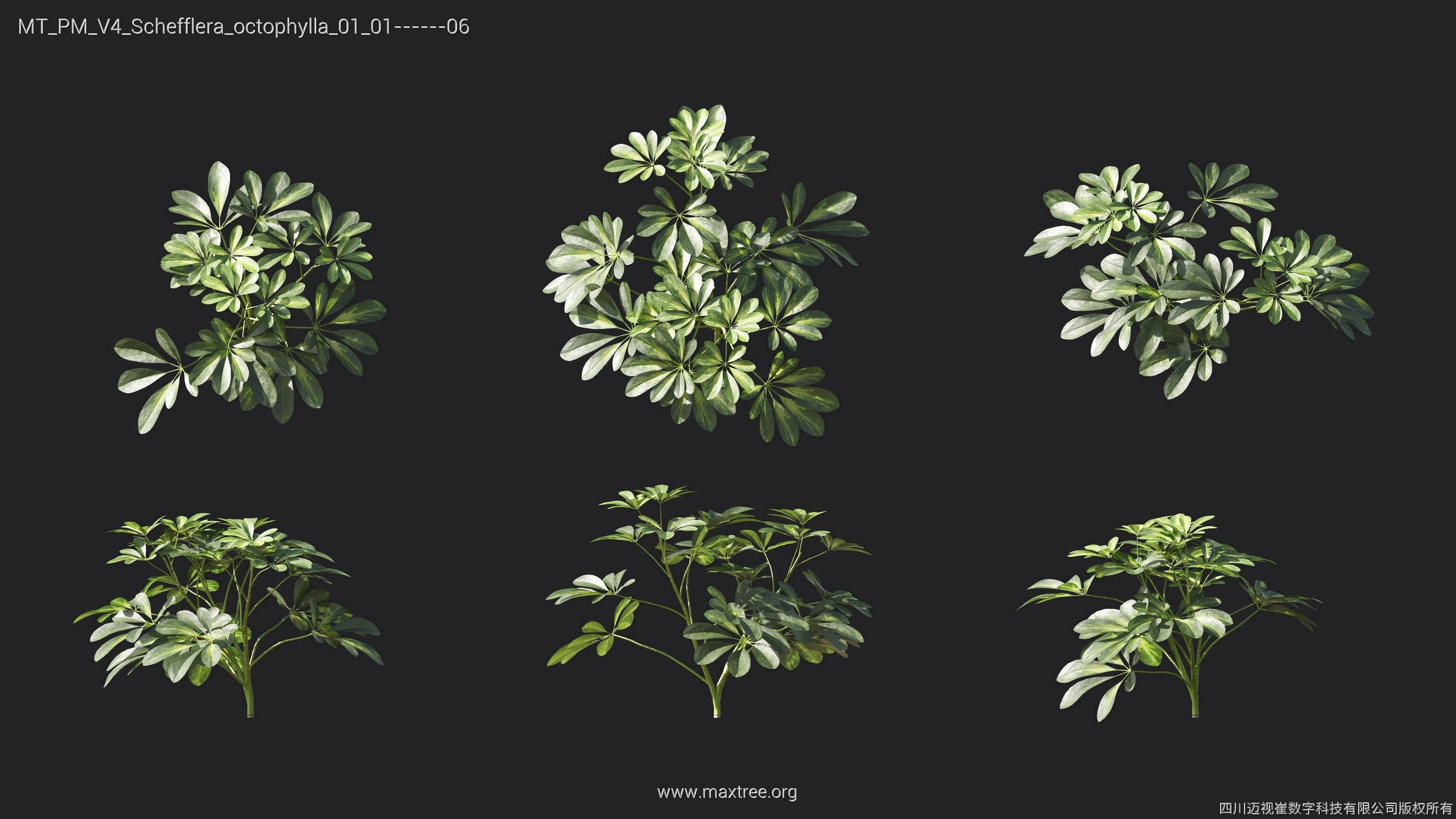 Maxtree Plant Models Vol 4 - Mesh 3D model_21