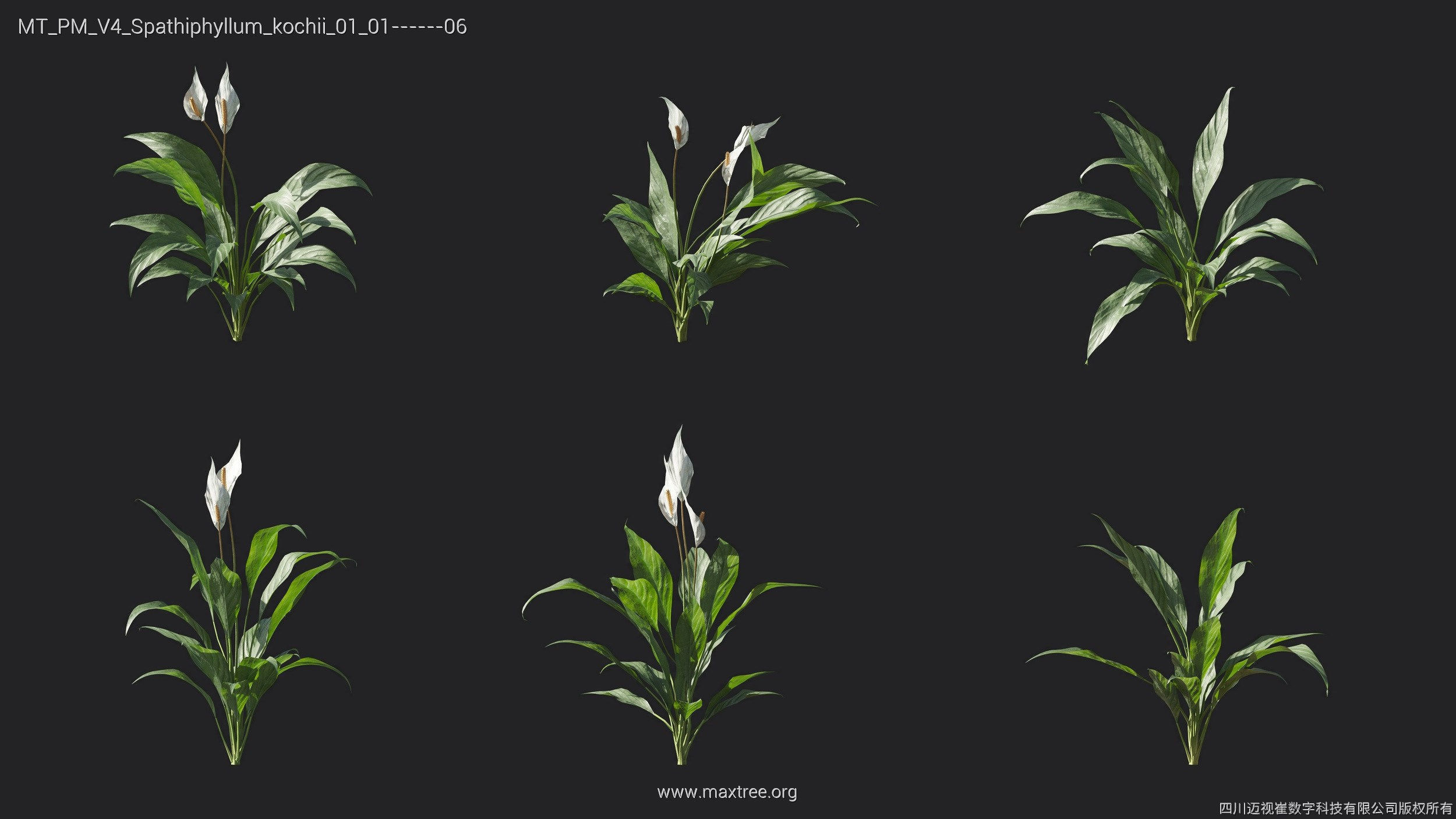 Maxtree Plant Models Vol 4 - Mesh 3D model_22