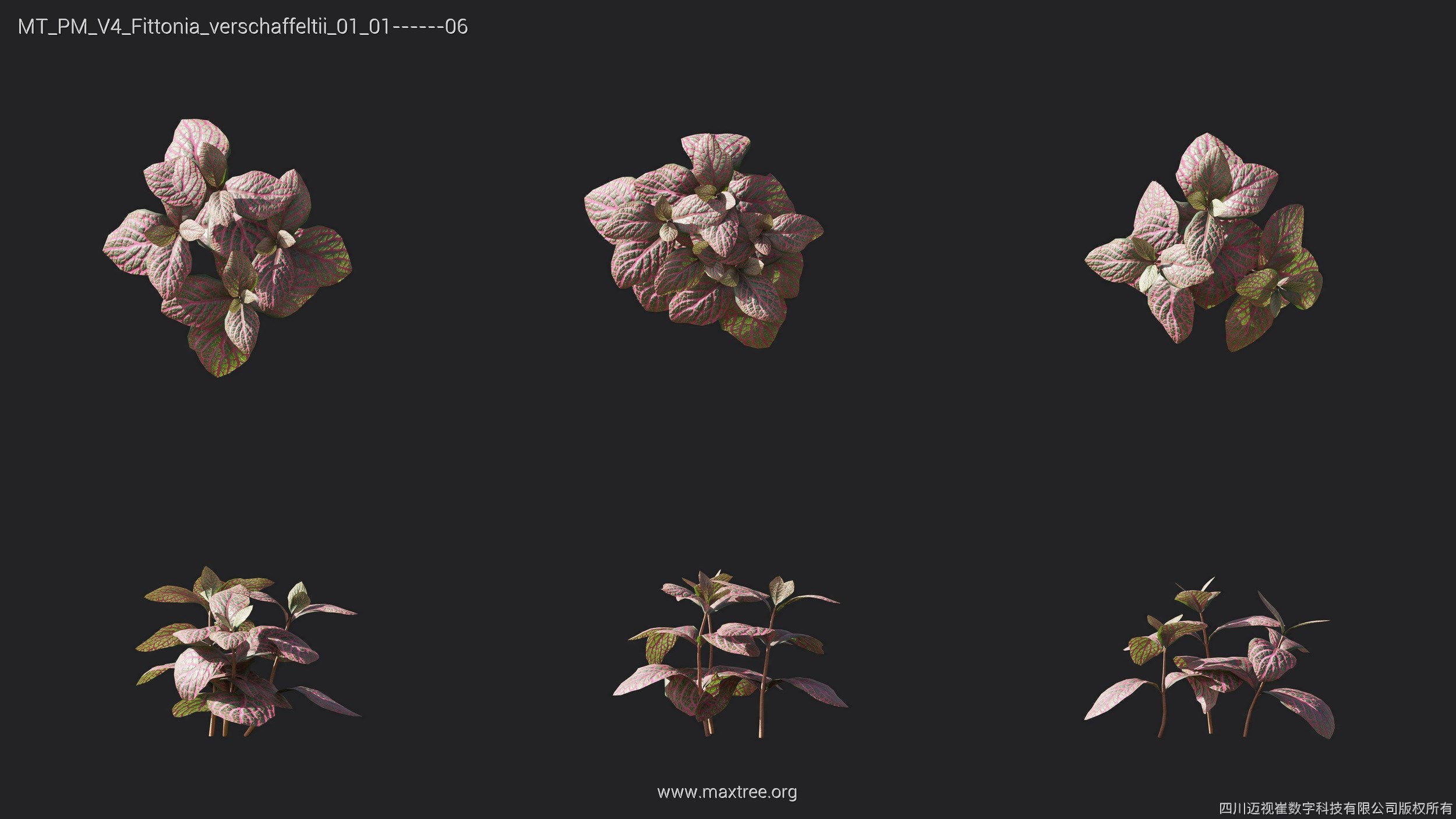 Maxtree Plant Models Vol 4 - Mesh 3D model_14