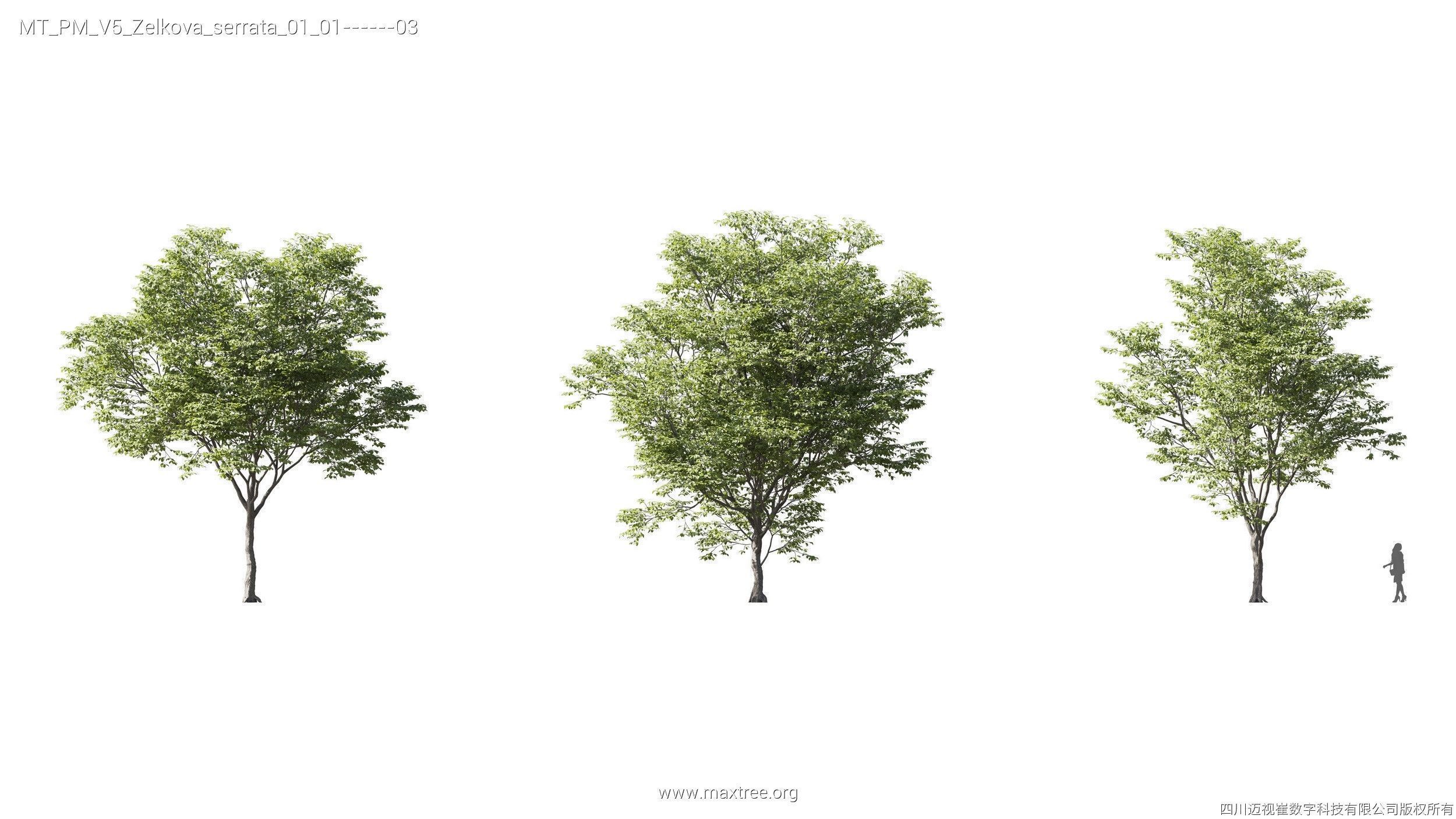 Maxtree Plant Models Vol 5 - Mesh 3D model_21