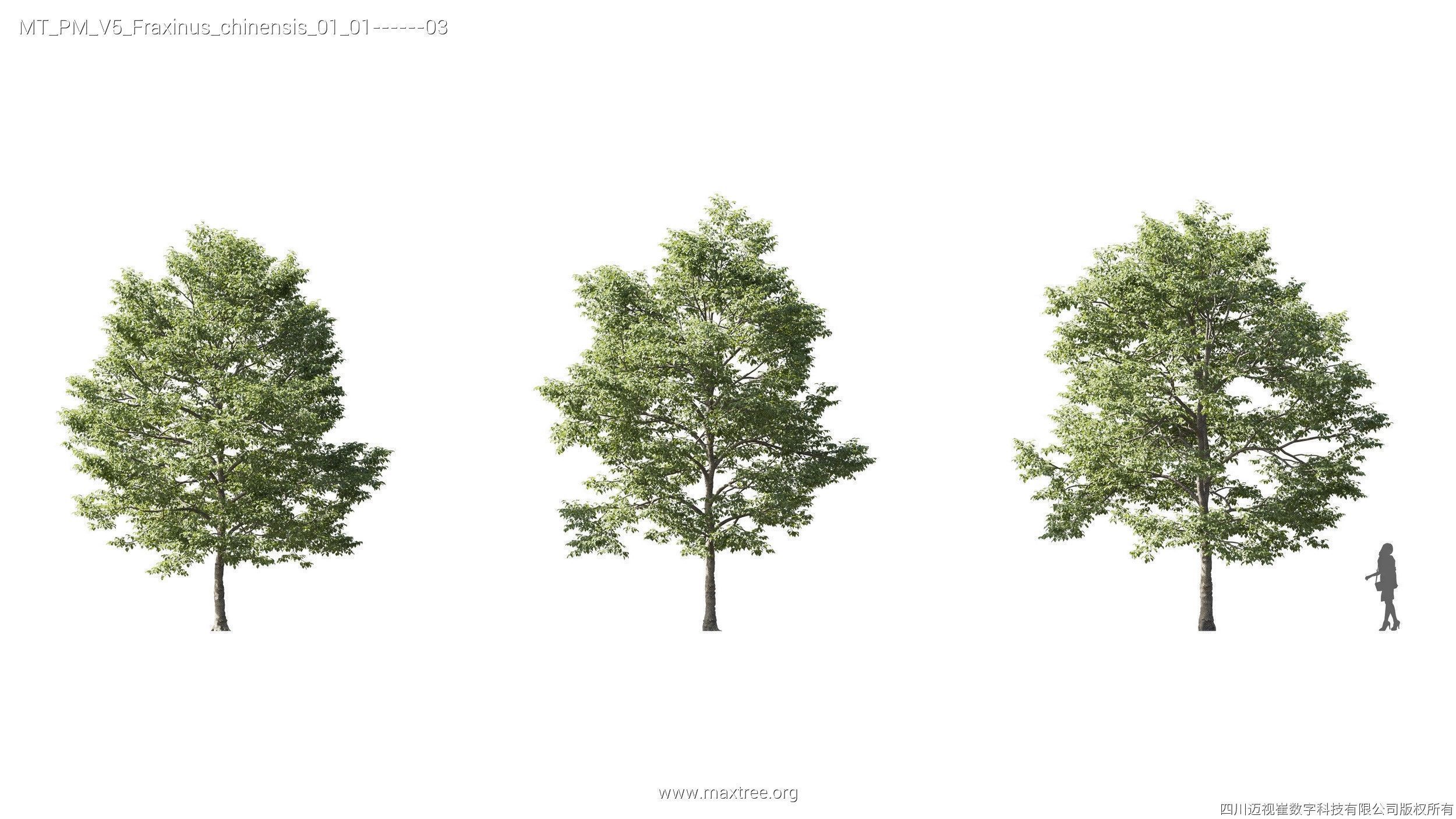 Maxtree Plant Models Vol 5 - Mesh 3D model_11