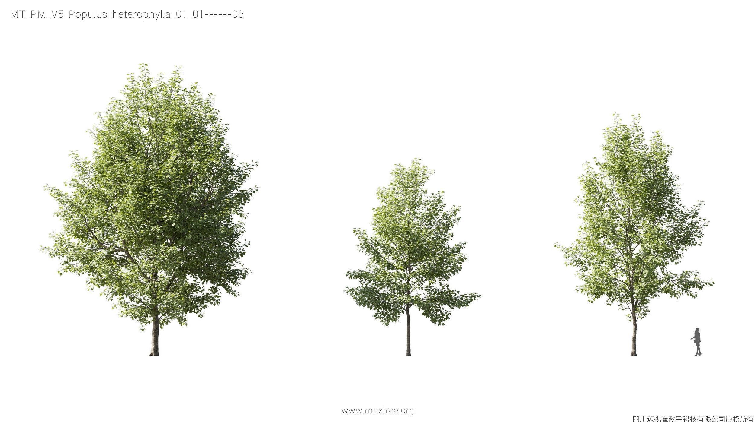 Maxtree Plant Models Vol 5 - Mesh 3D model_15
