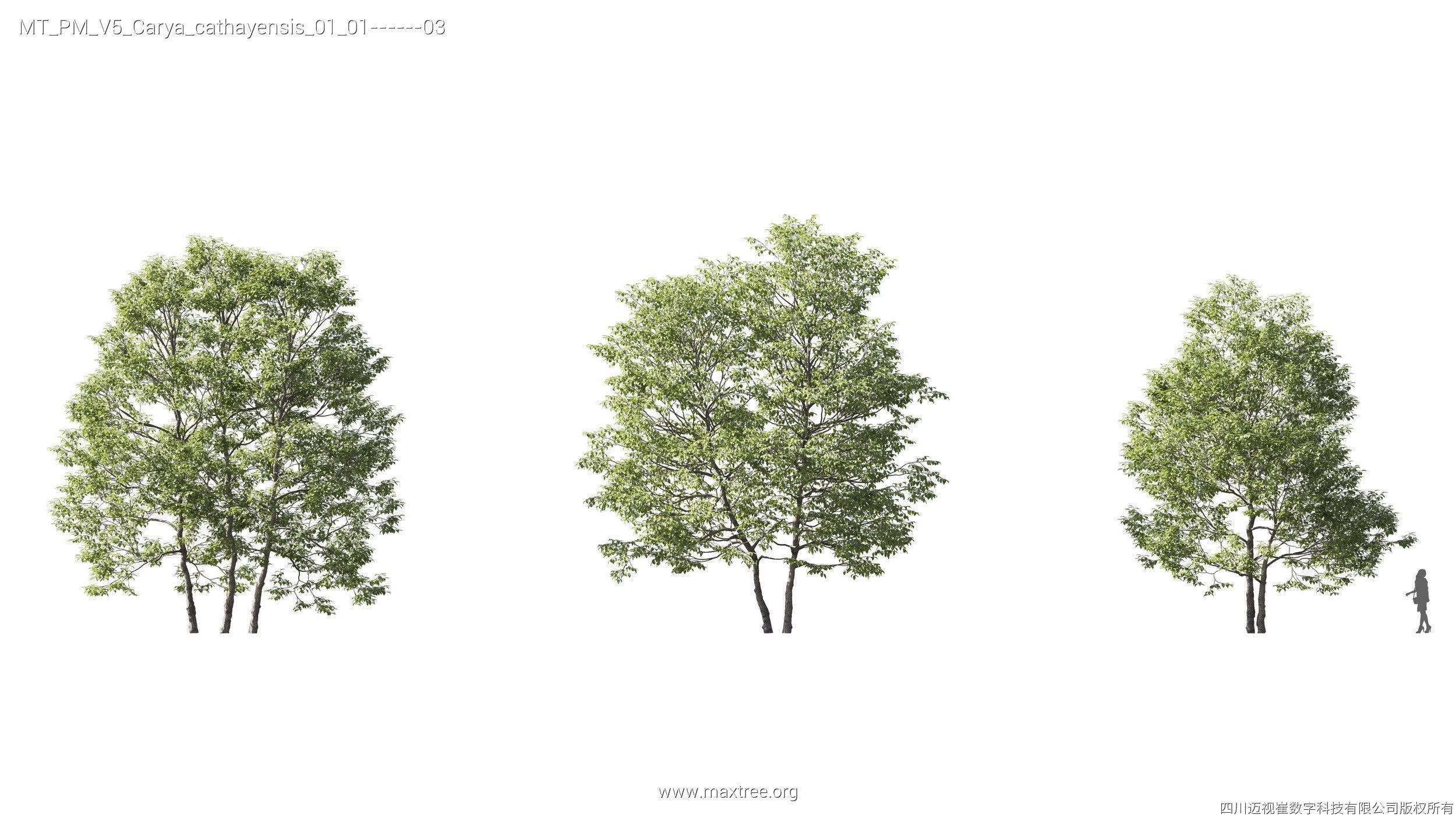 Maxtree Plant Models Vol 5 - Mesh 3D model_6