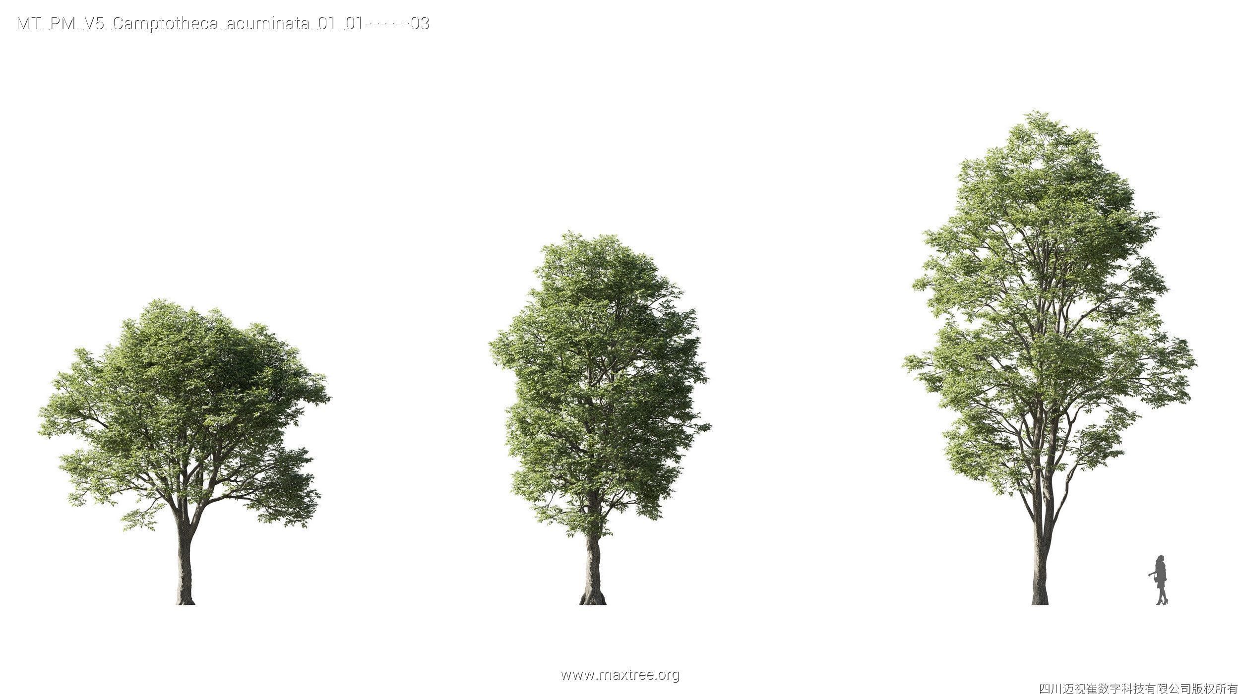 Maxtree Plant Models Vol 5 - Mesh 3D model_5