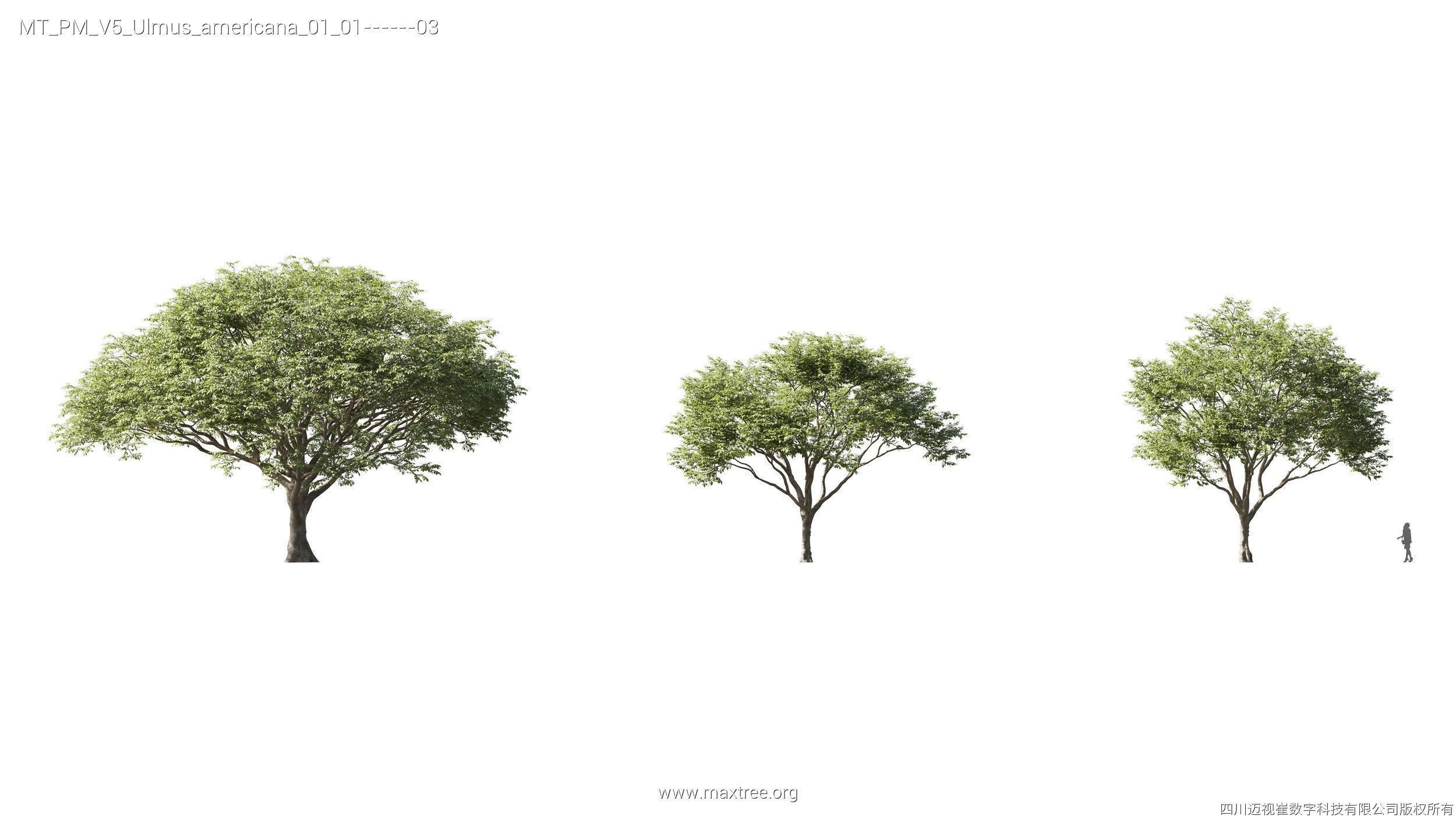 Maxtree Plant Models Vol 5 - Mesh 3D model_19