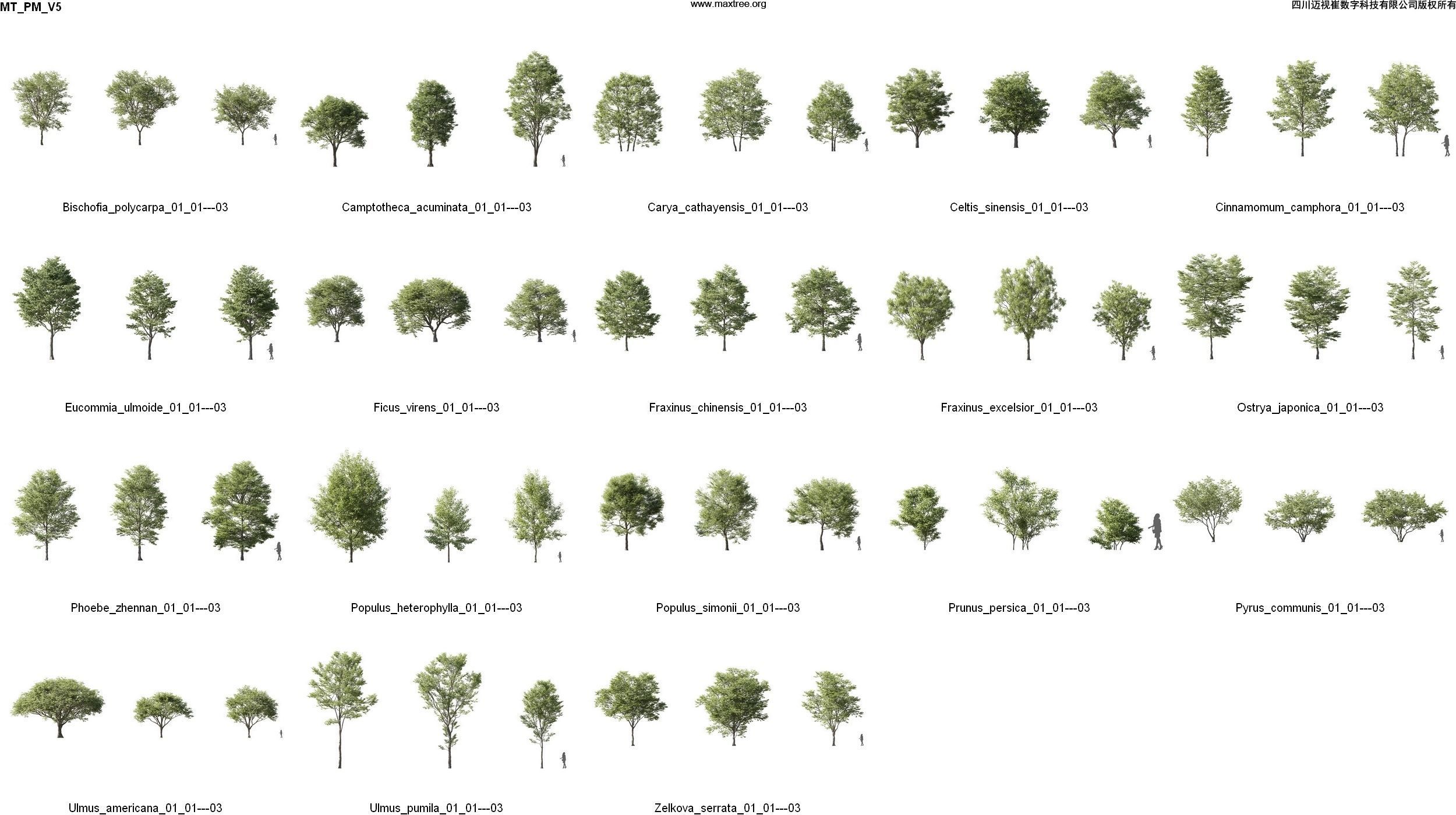 Maxtree Plant Models Vol 5 - Mesh 3D model_3