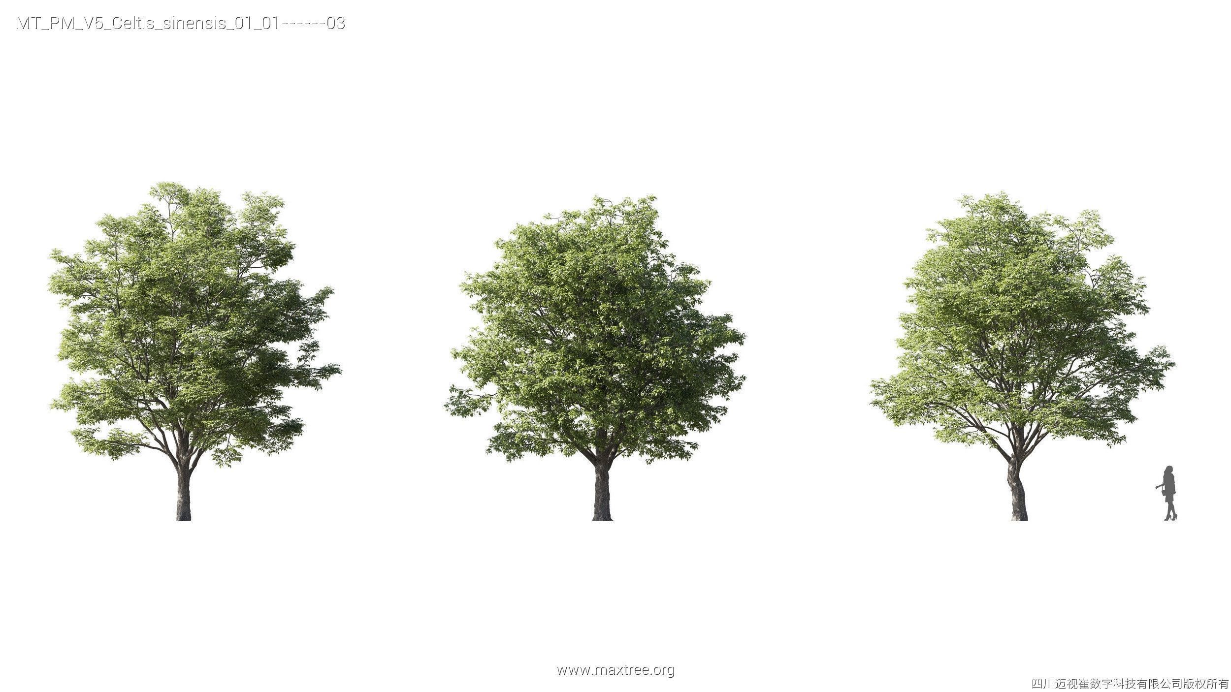 Maxtree Plant Models Vol 5 - Mesh 3D model_7